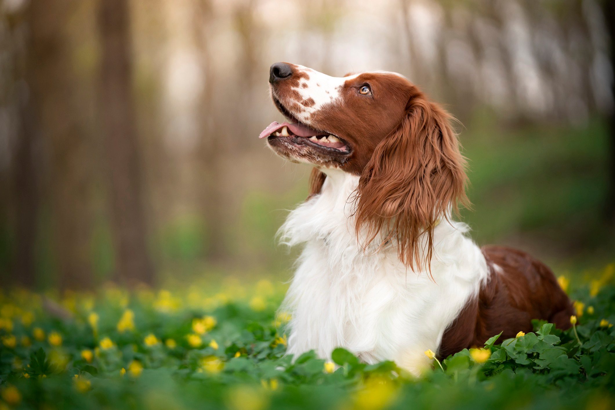 Welsh springer spaniel dog
