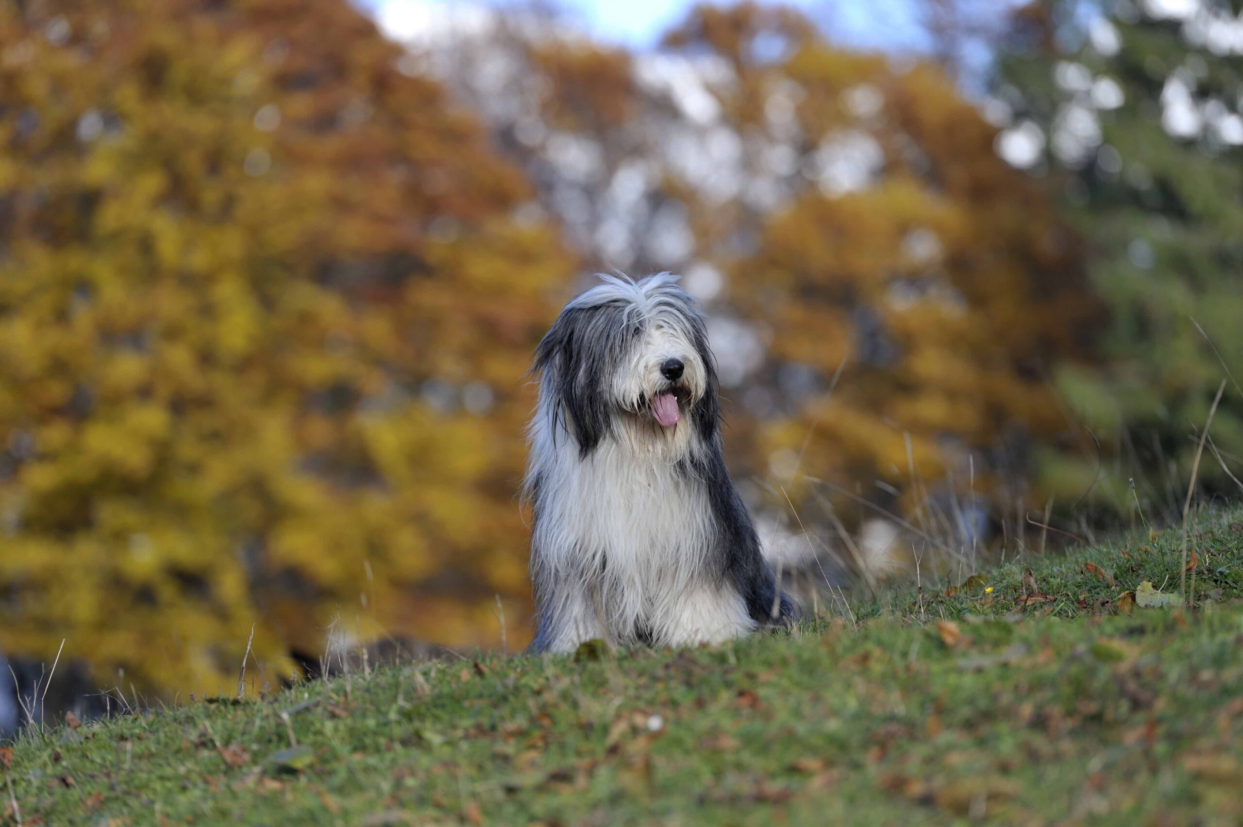 Bearded collie dog