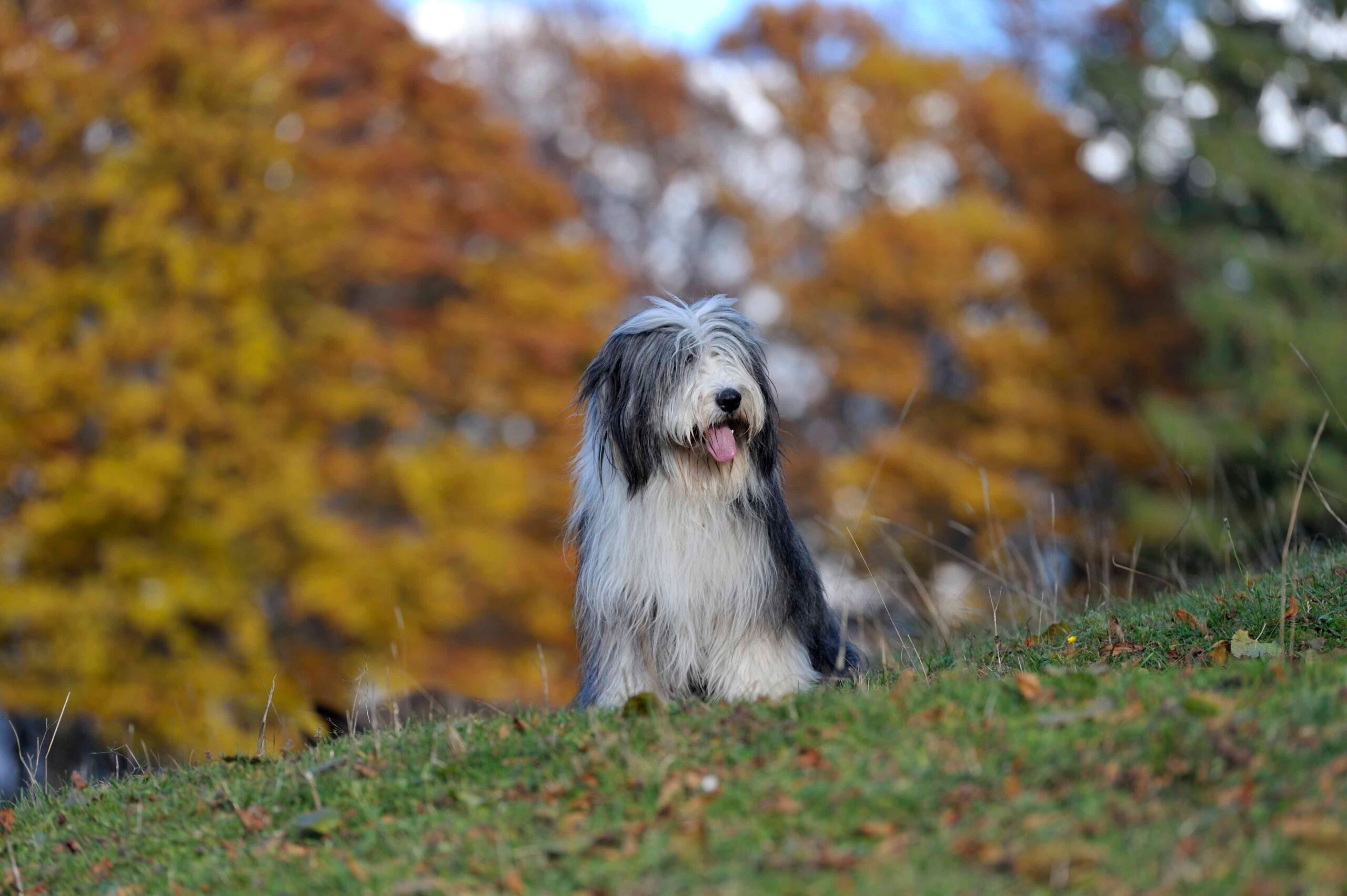 Bearded collie dog