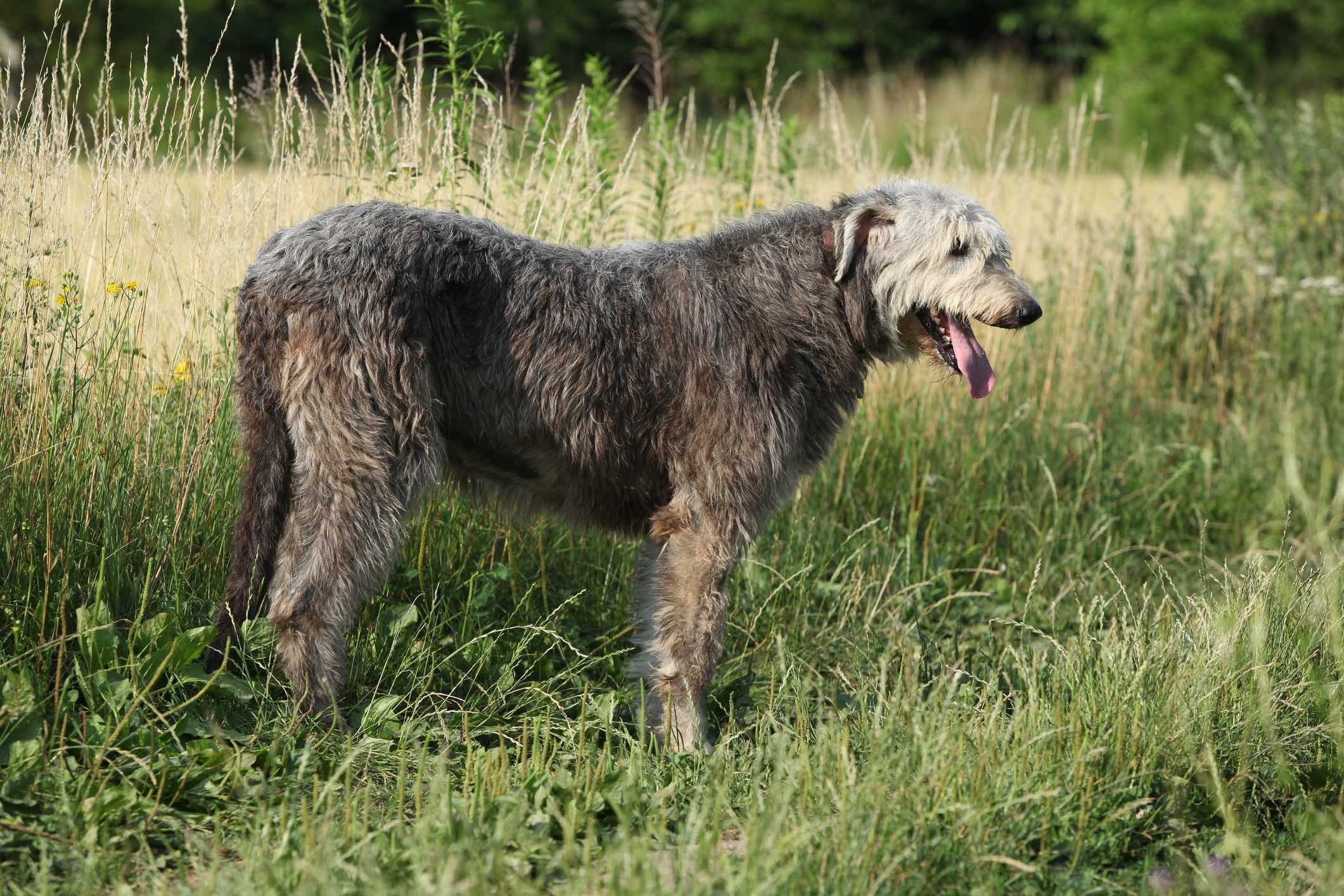 Irish wolfhound dog