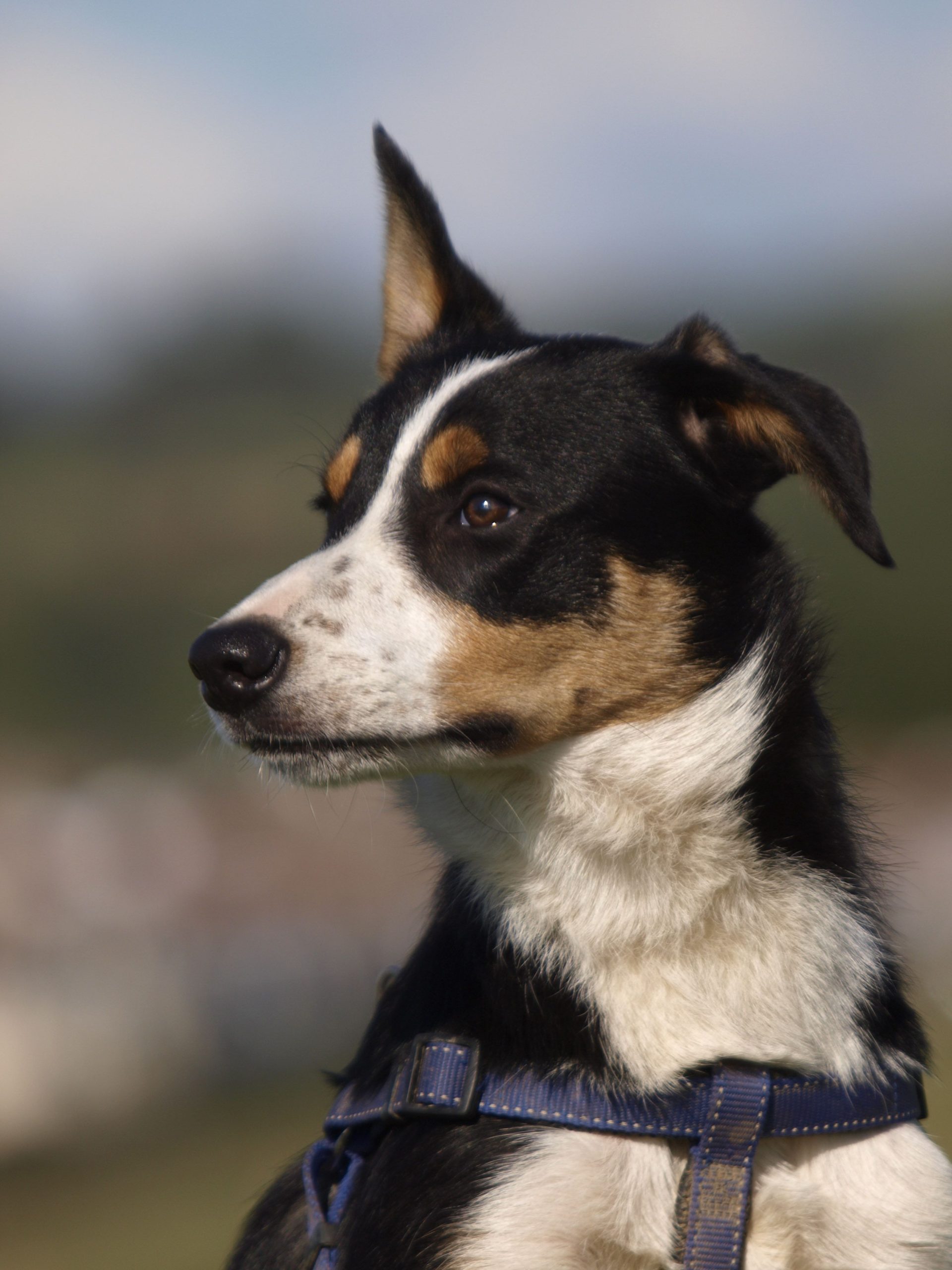 A black and white dog with its ear cocked