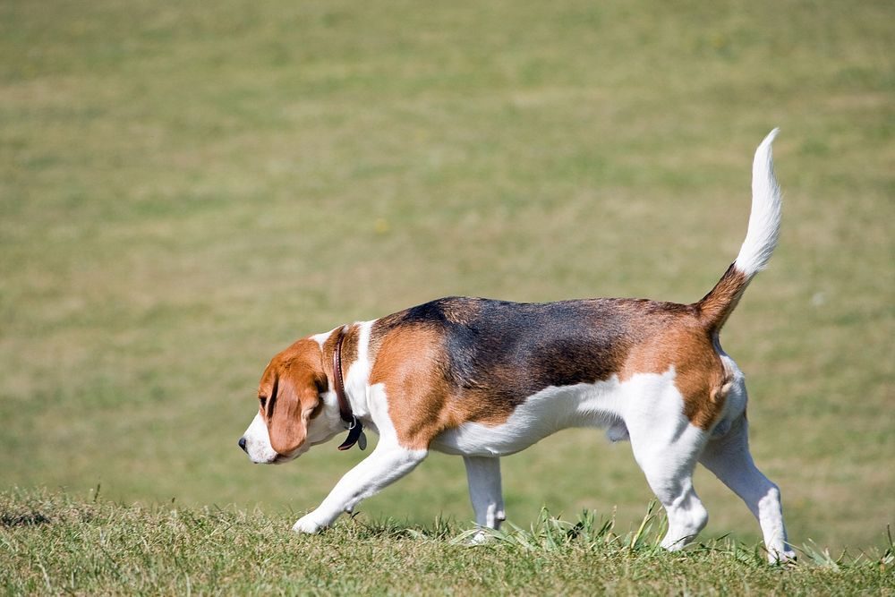 A harrier dog walks along some grass