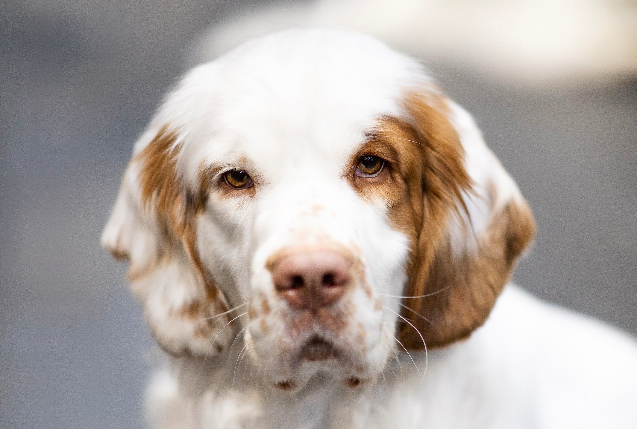 Clumber spaniel