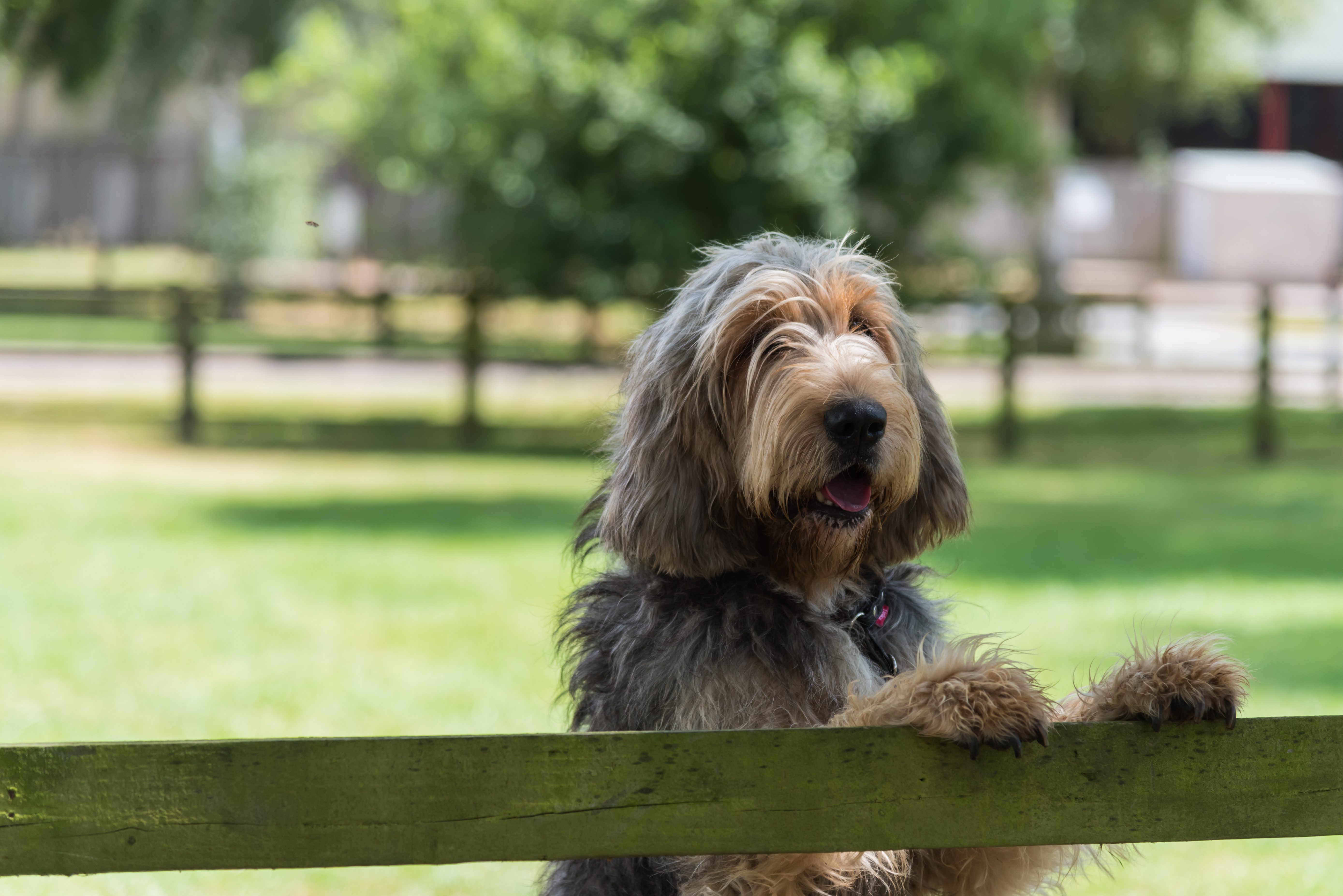 Otterhound looking over fence