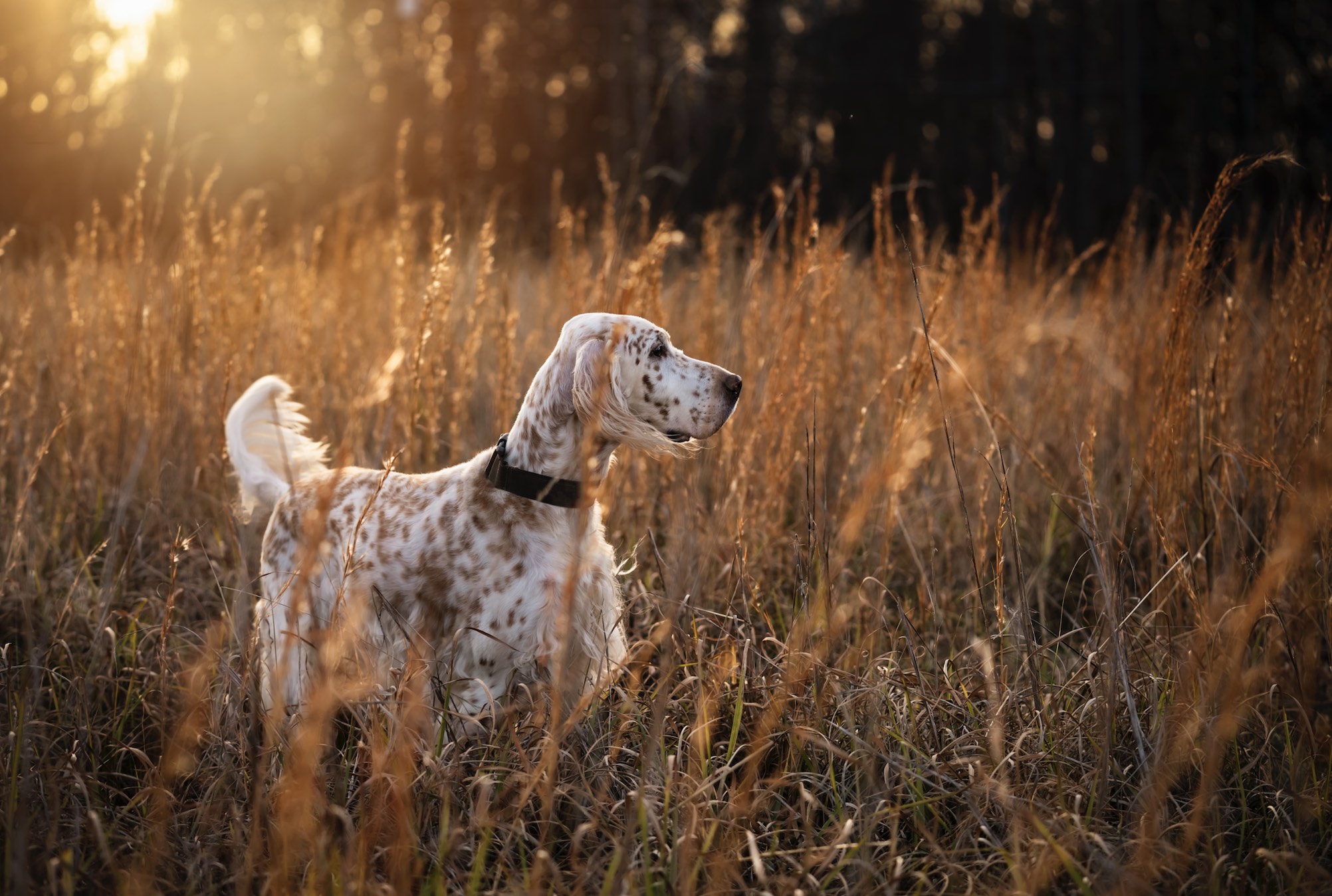 English setter dog