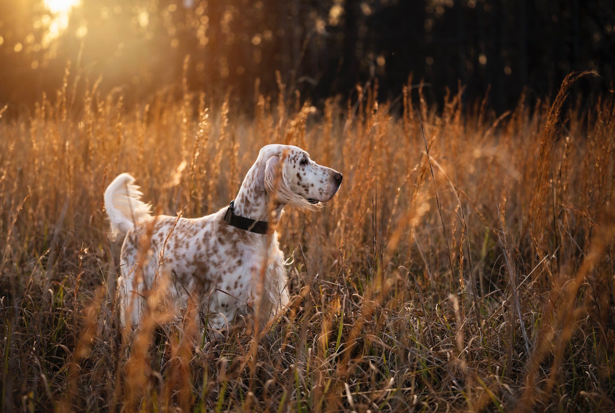 English setter dog