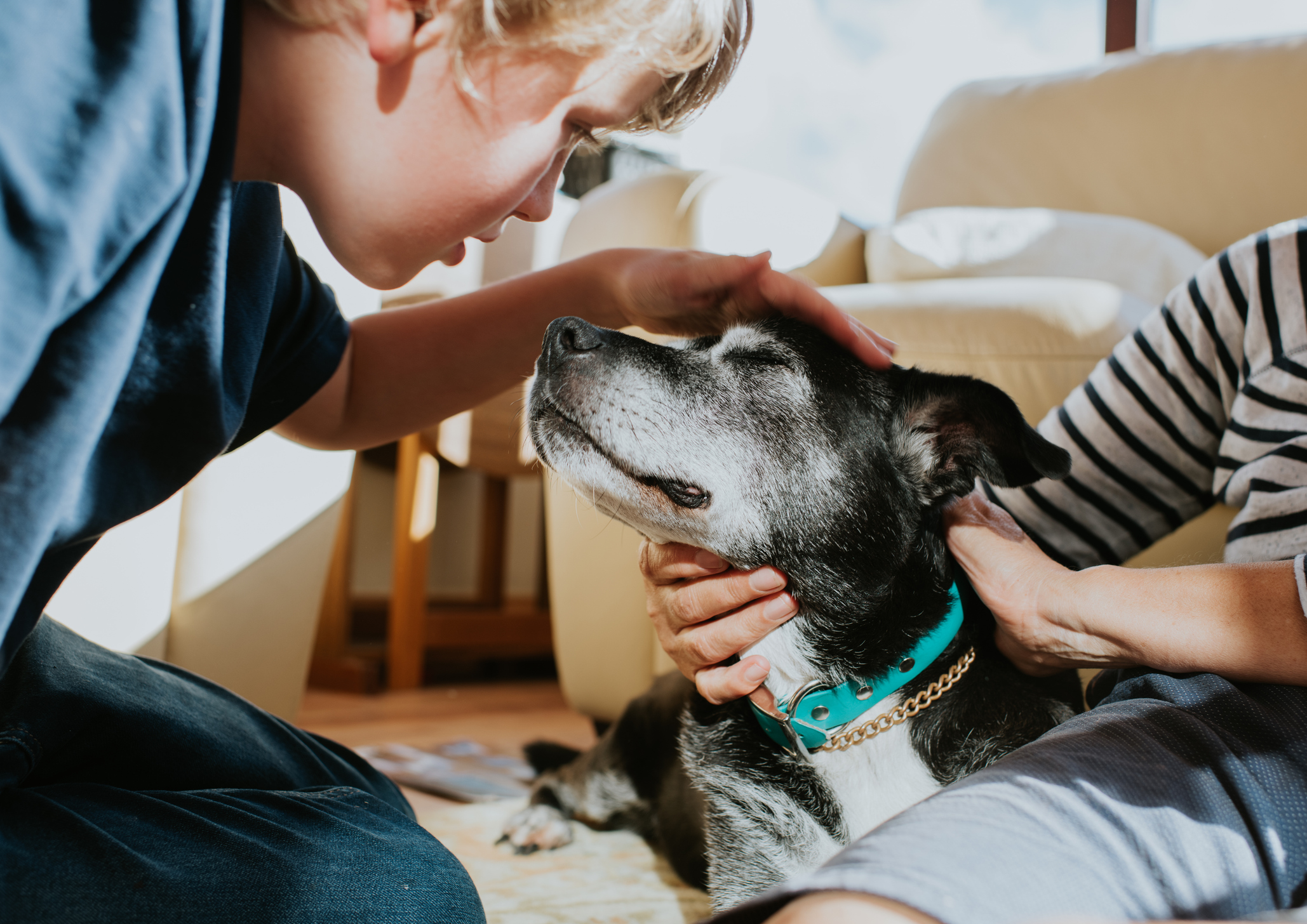 A person stroking their dog on the head