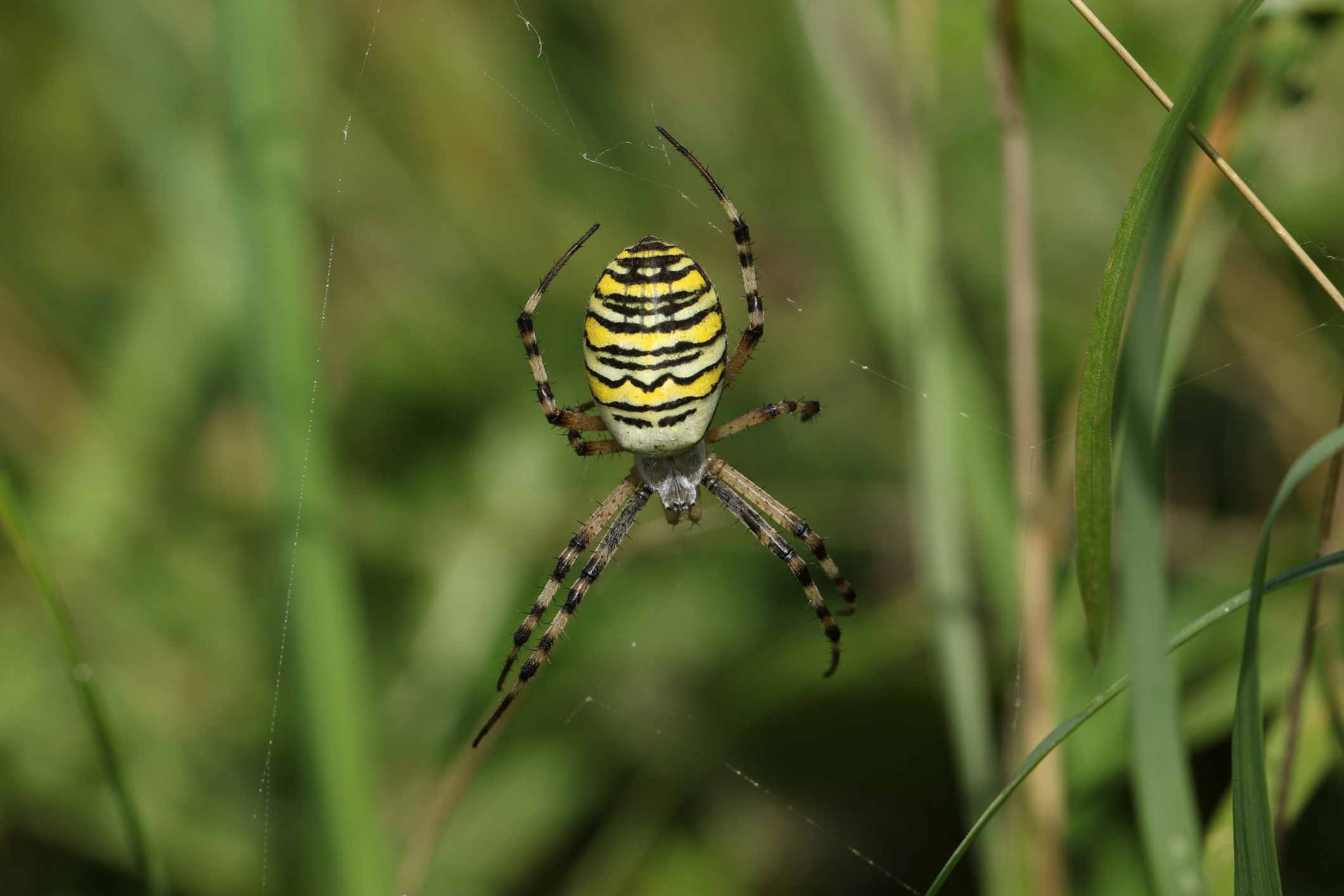 A Wasp Spider on a web in the grass