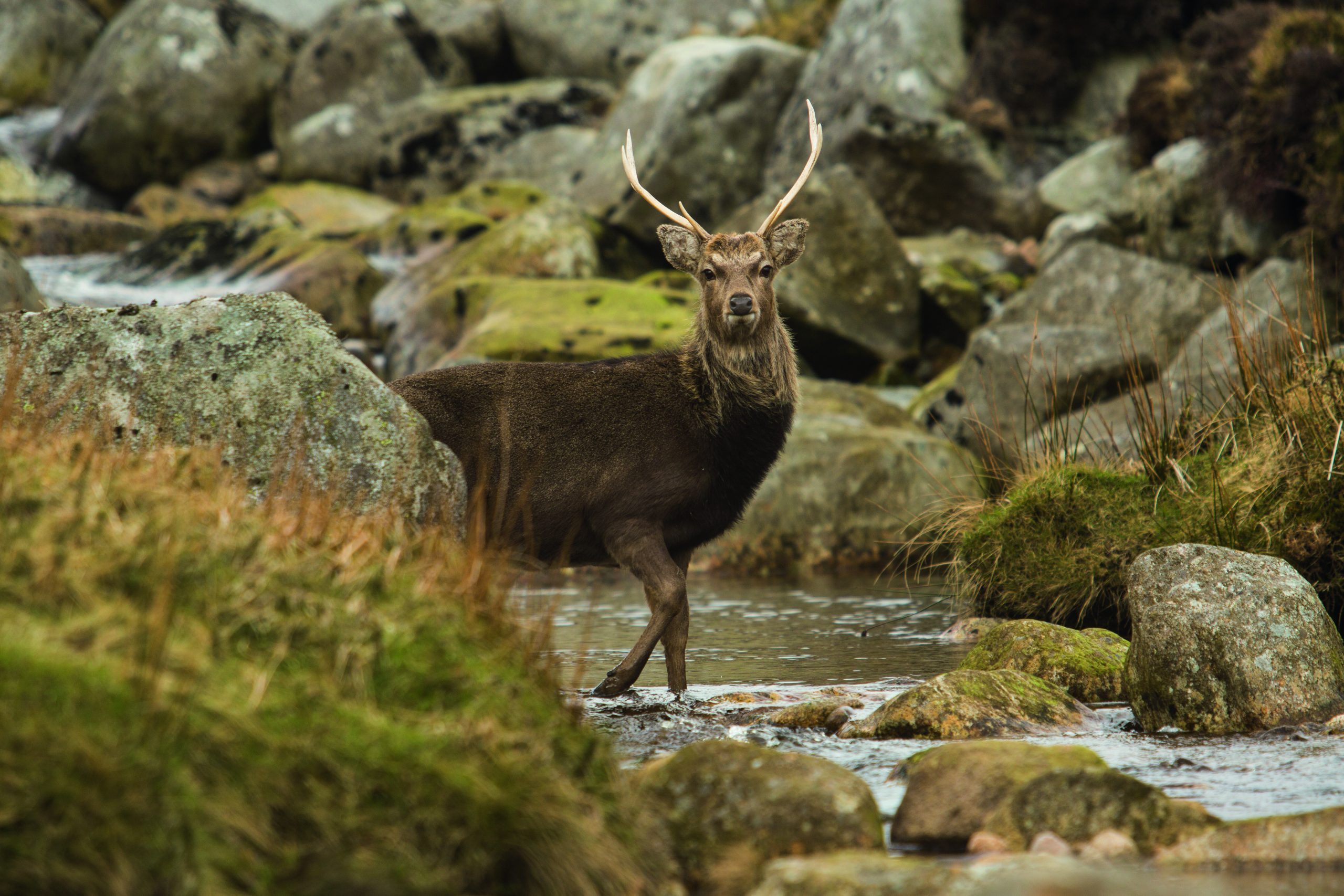 A wilde sika deer, stopping to pose in Glendalough, Ireland.