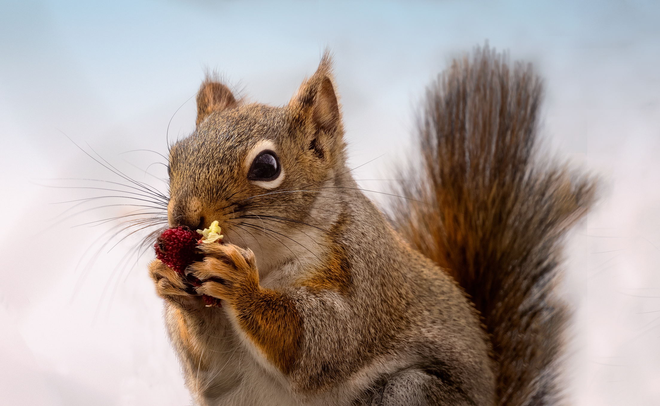 Squirrel eating a nut