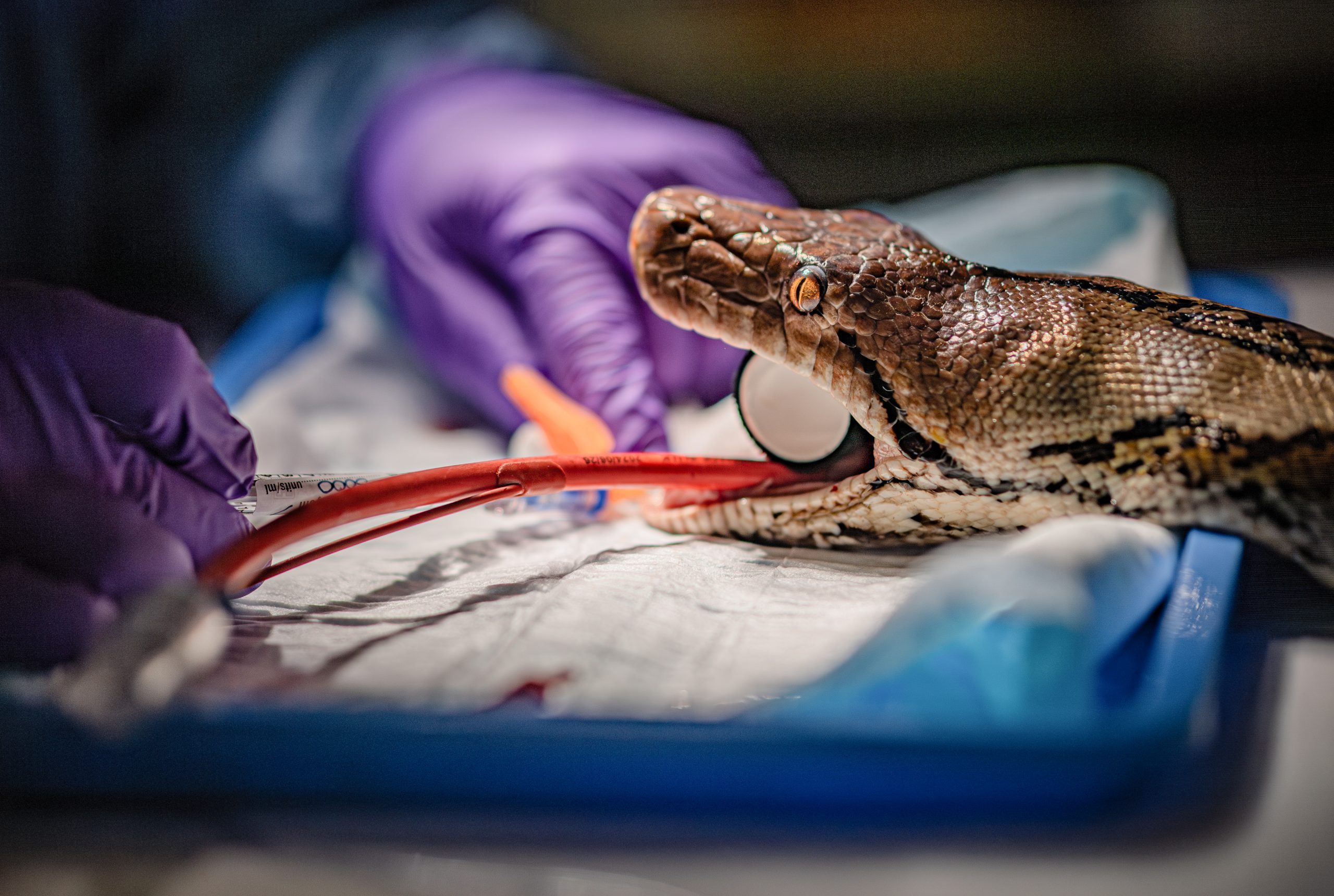A snake with surgical tubes in its mouth receiving surgery