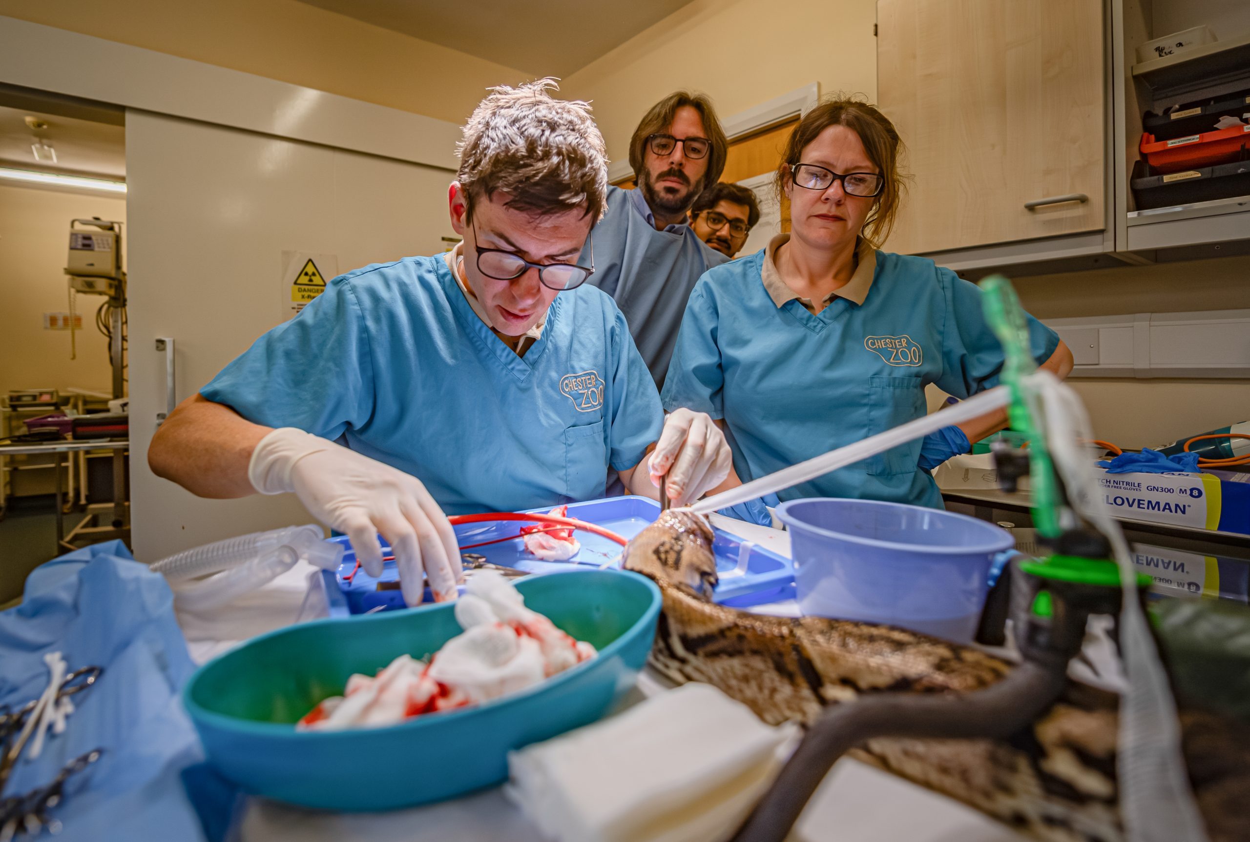 Snake on an operating table with a team of vets and surgeons from Chester Zoo looking over