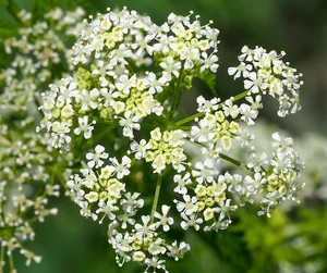 Hemlock (Conium maculatum) Hemlock flowers