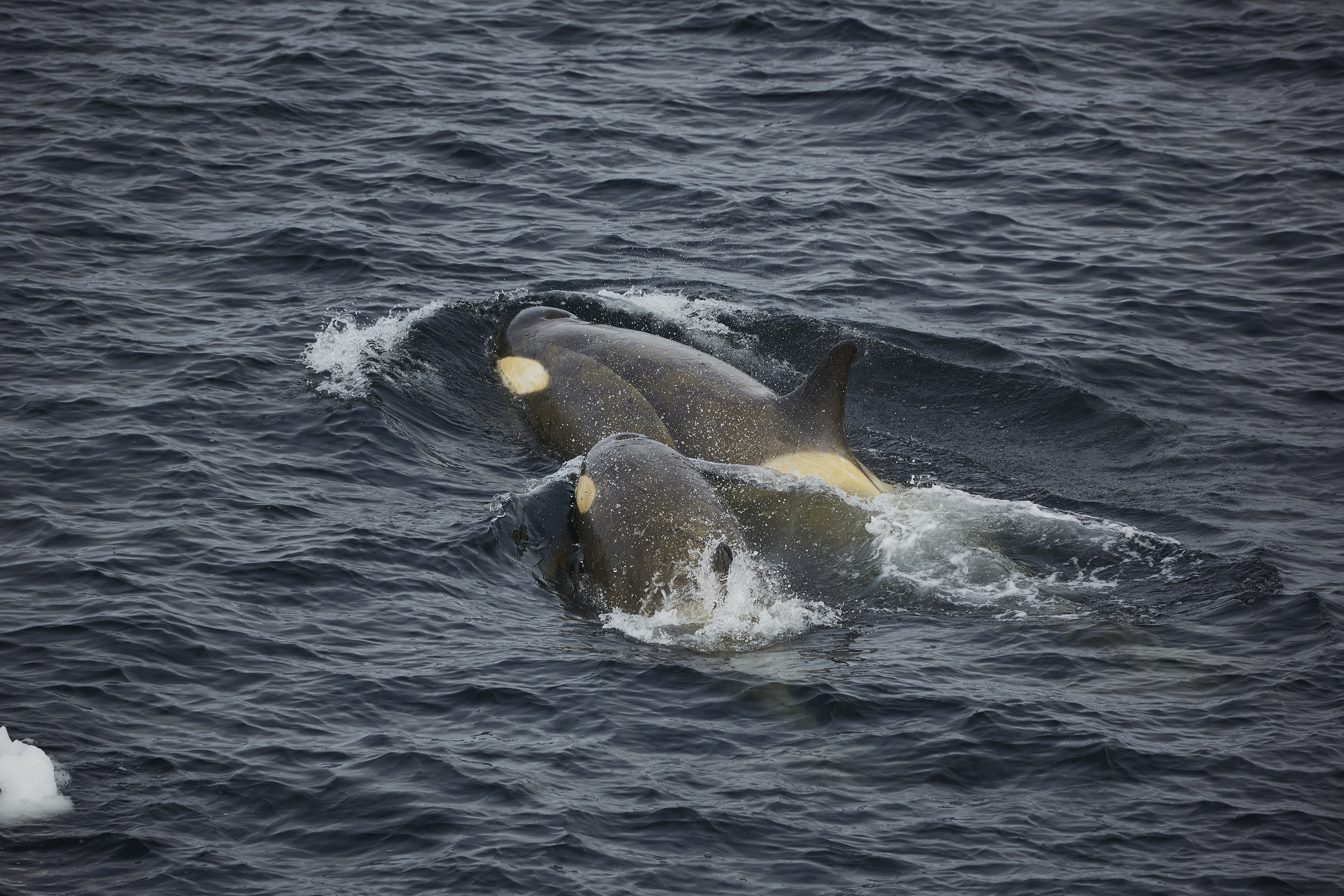 A group of Orcas swimming together in a group