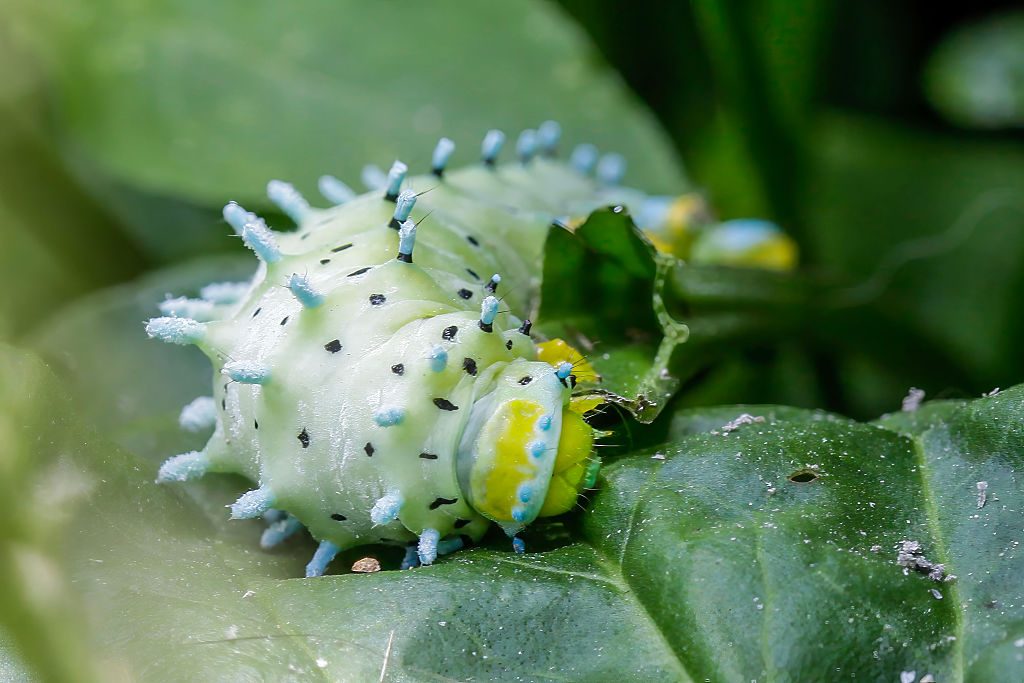 A cyntia silk moth (Samia cynthia) larva gnaws on a plantago asiatica leaf