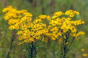 Ragwort in a green field (Photo by: RuudMorijn via Getty Images) Ragwort in a green field (Photo by: RuudMorijn via Getty Images)