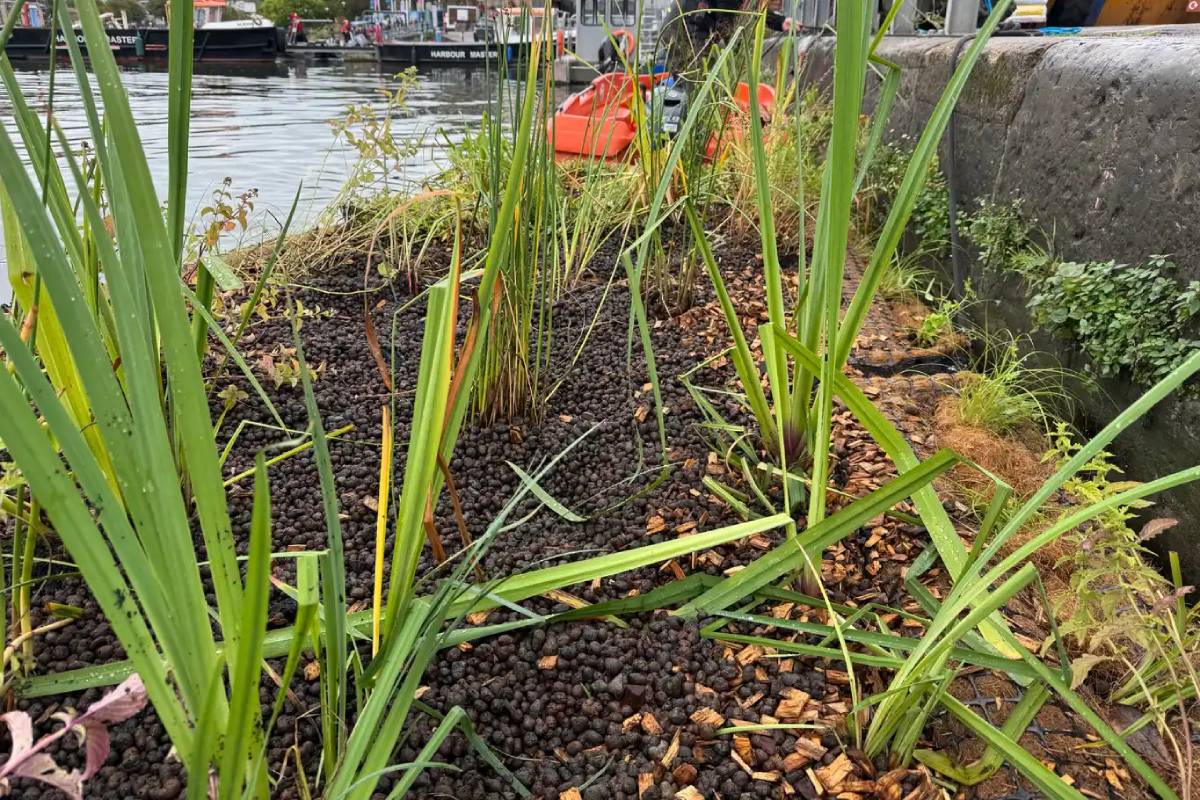 A floating harbour with plants on it