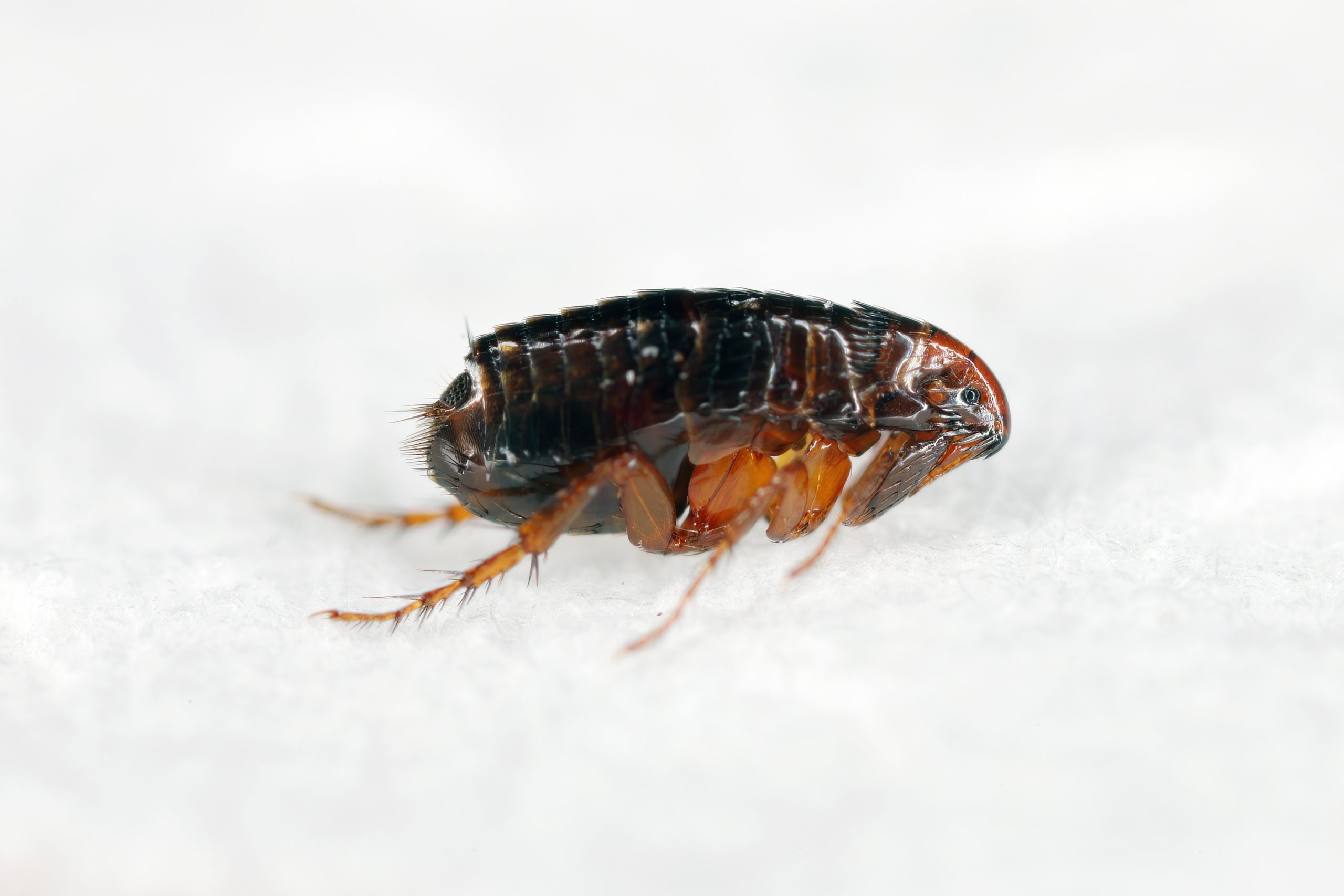 Super macro close up of brown, amber colored flea, Siphonaptera. It survives as external bloodsucking parasite of mammals and birds.