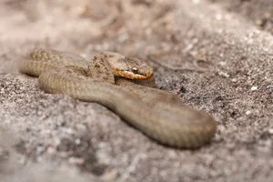 A magnificent rare Smooth Snake, Coronella austriaca, coiled up in heathland in the UK. A magnificent rare Smooth Snake, Coronella austriaca, coiled up in heathland in the UK.