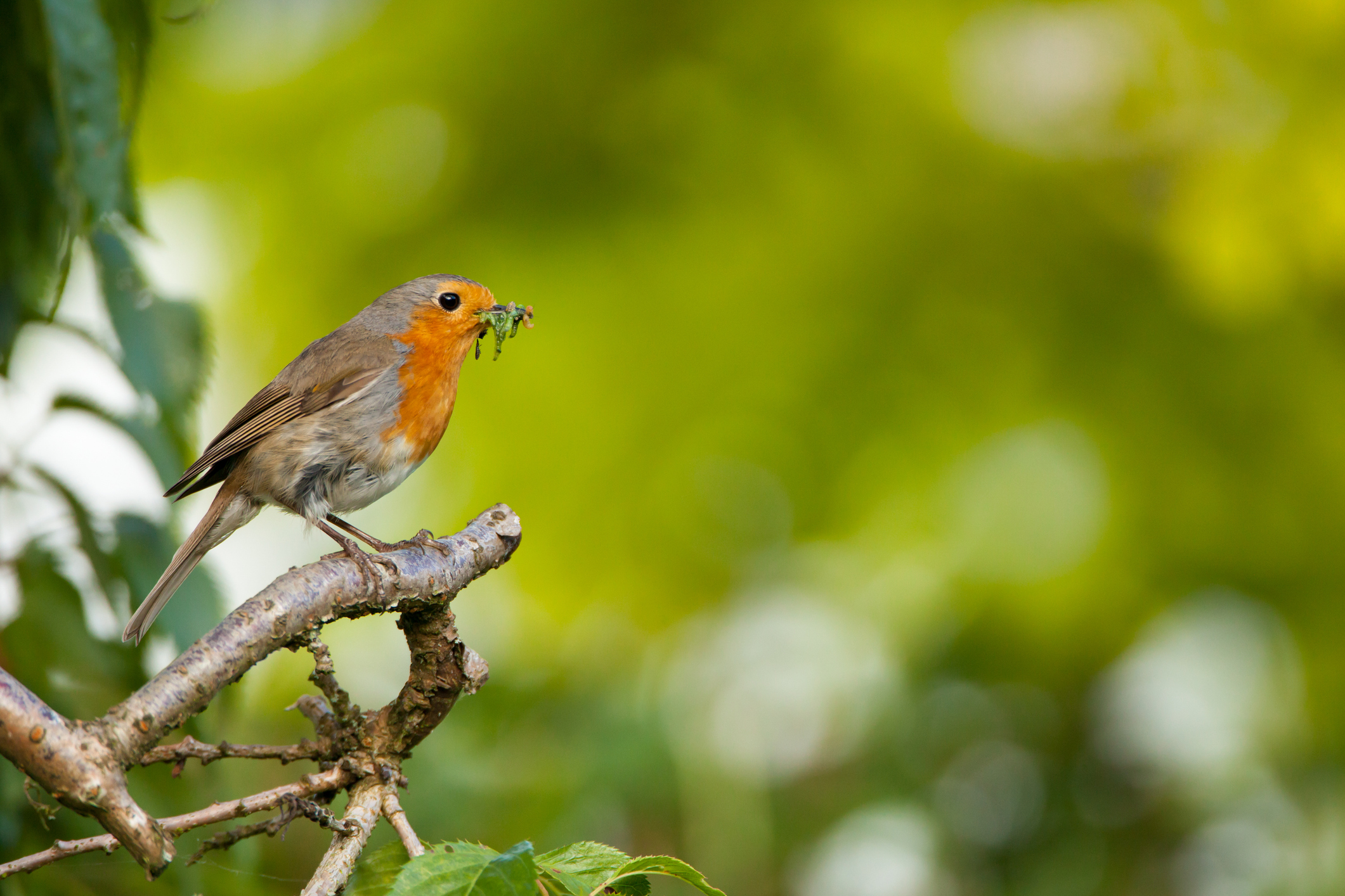 A robin sat on a small branch