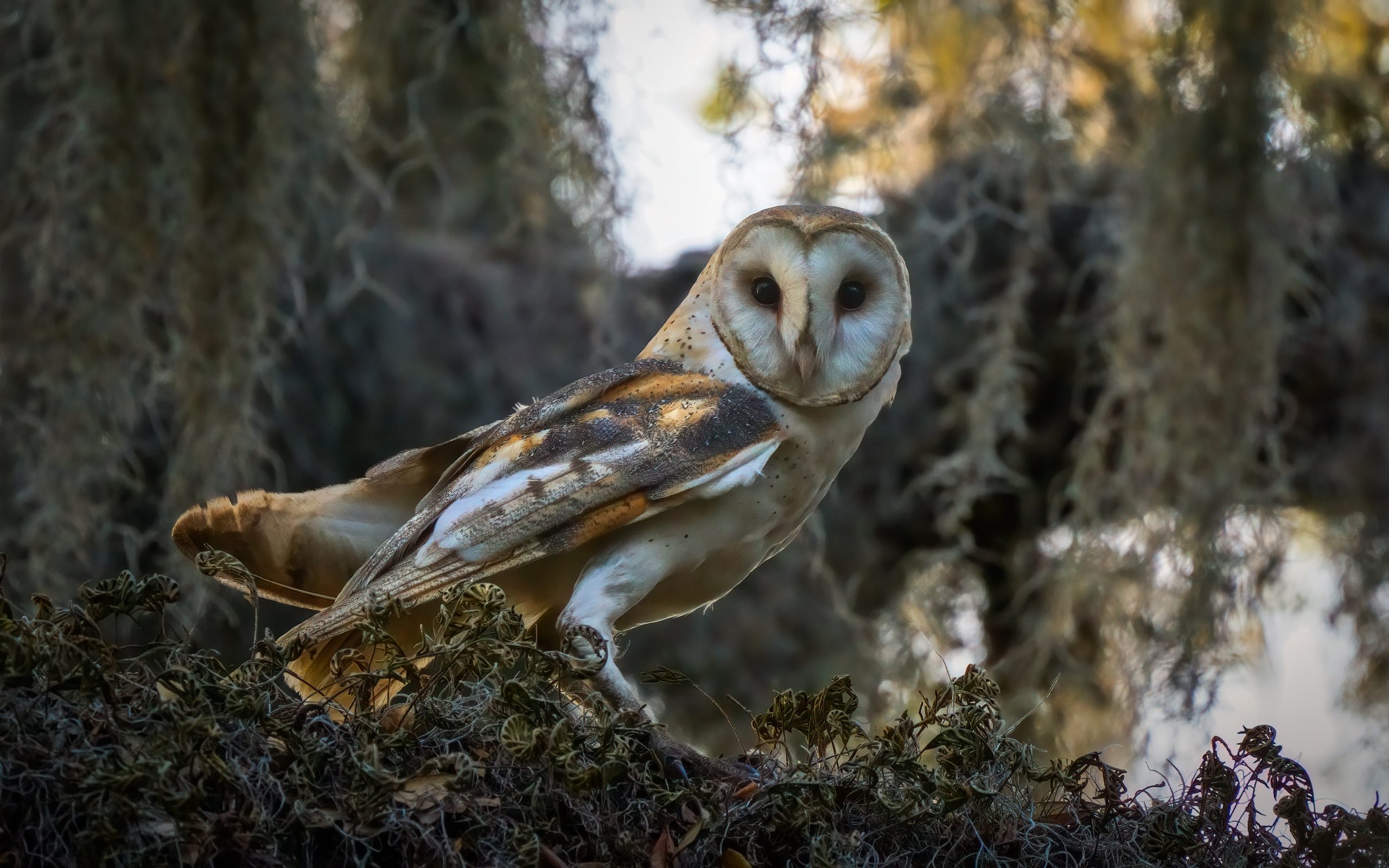 A barn owl stood staring off to the side