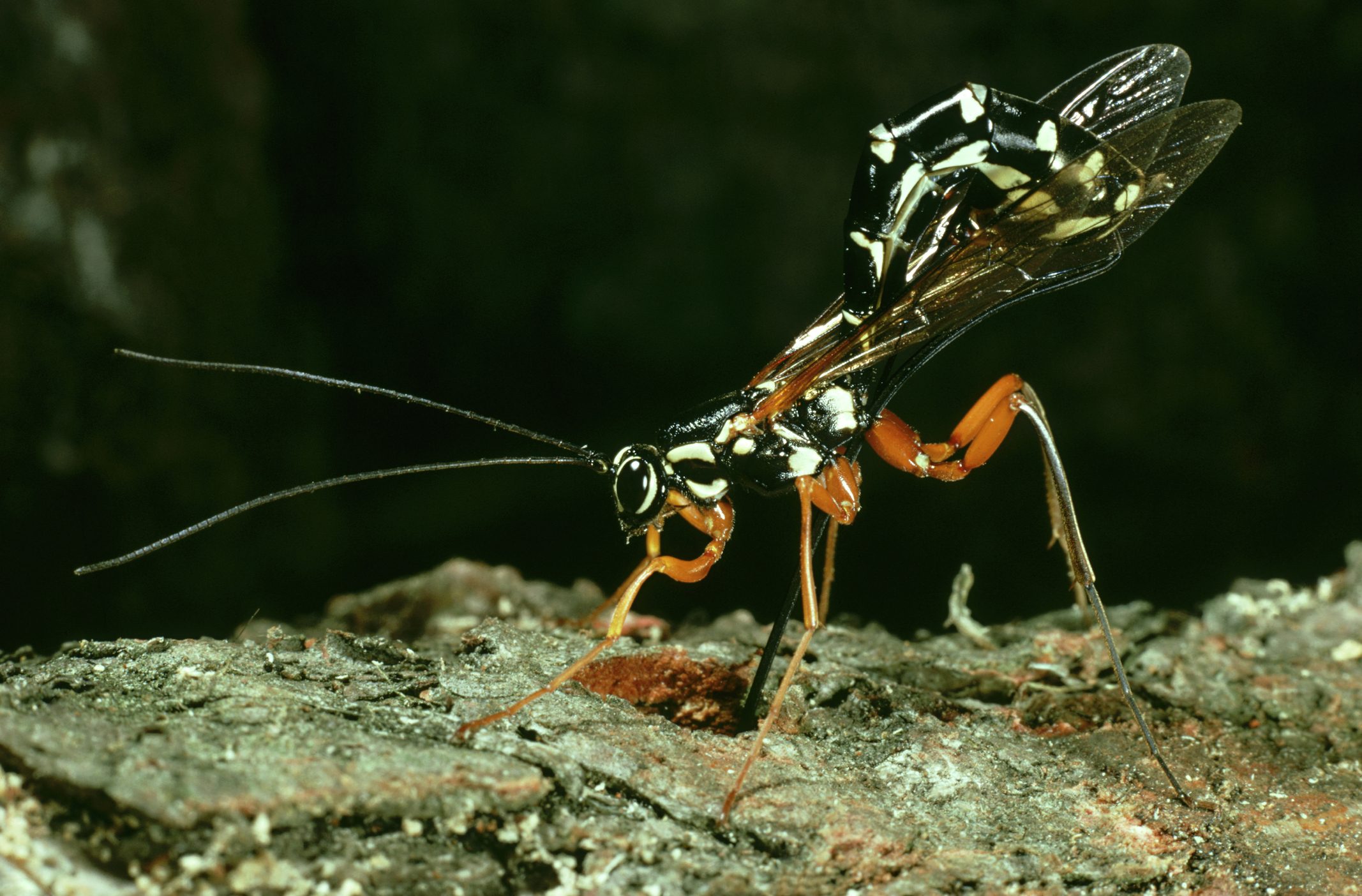 An Ichneumon wasp stood on a branch