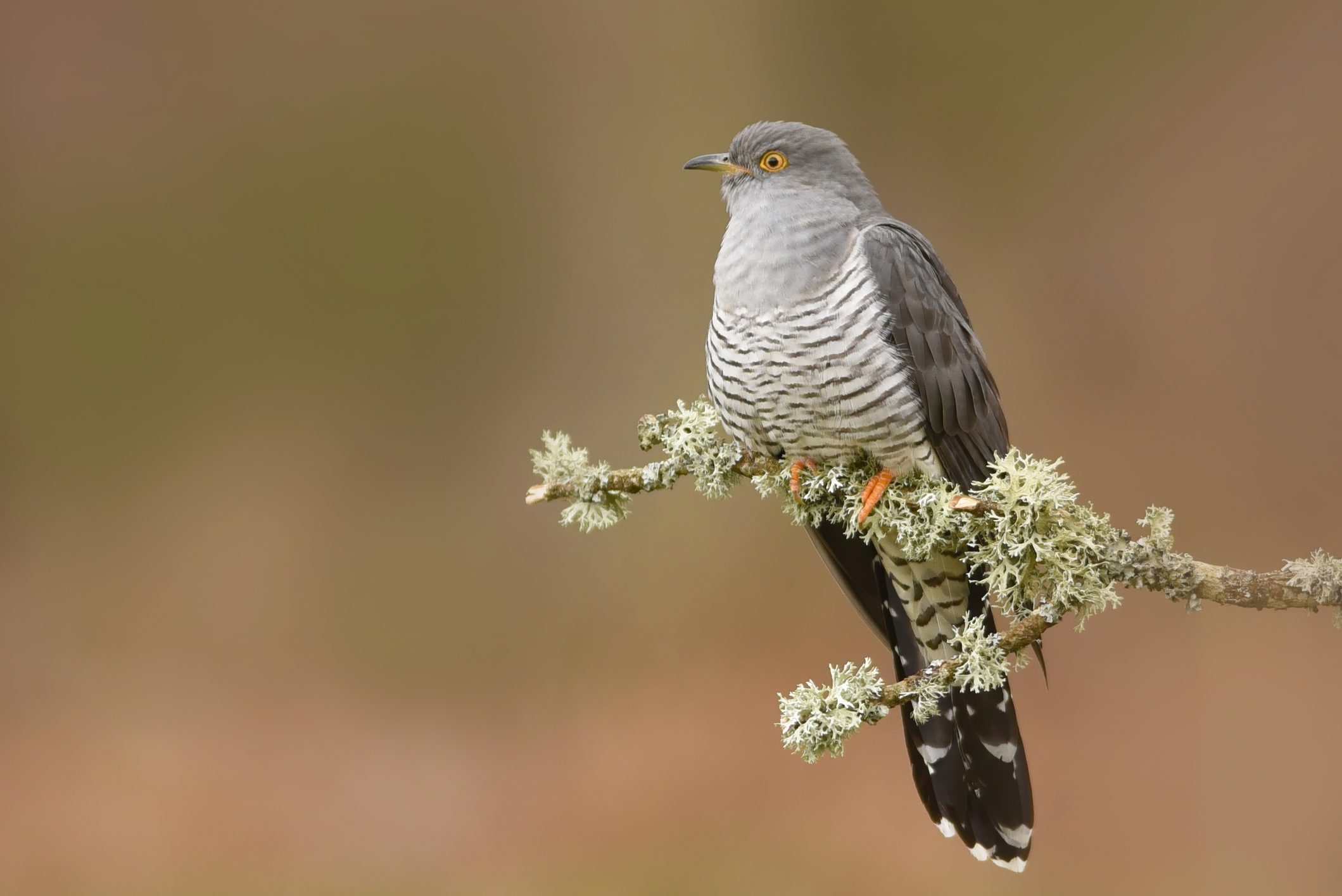 A cuckoo bird stood on a branch