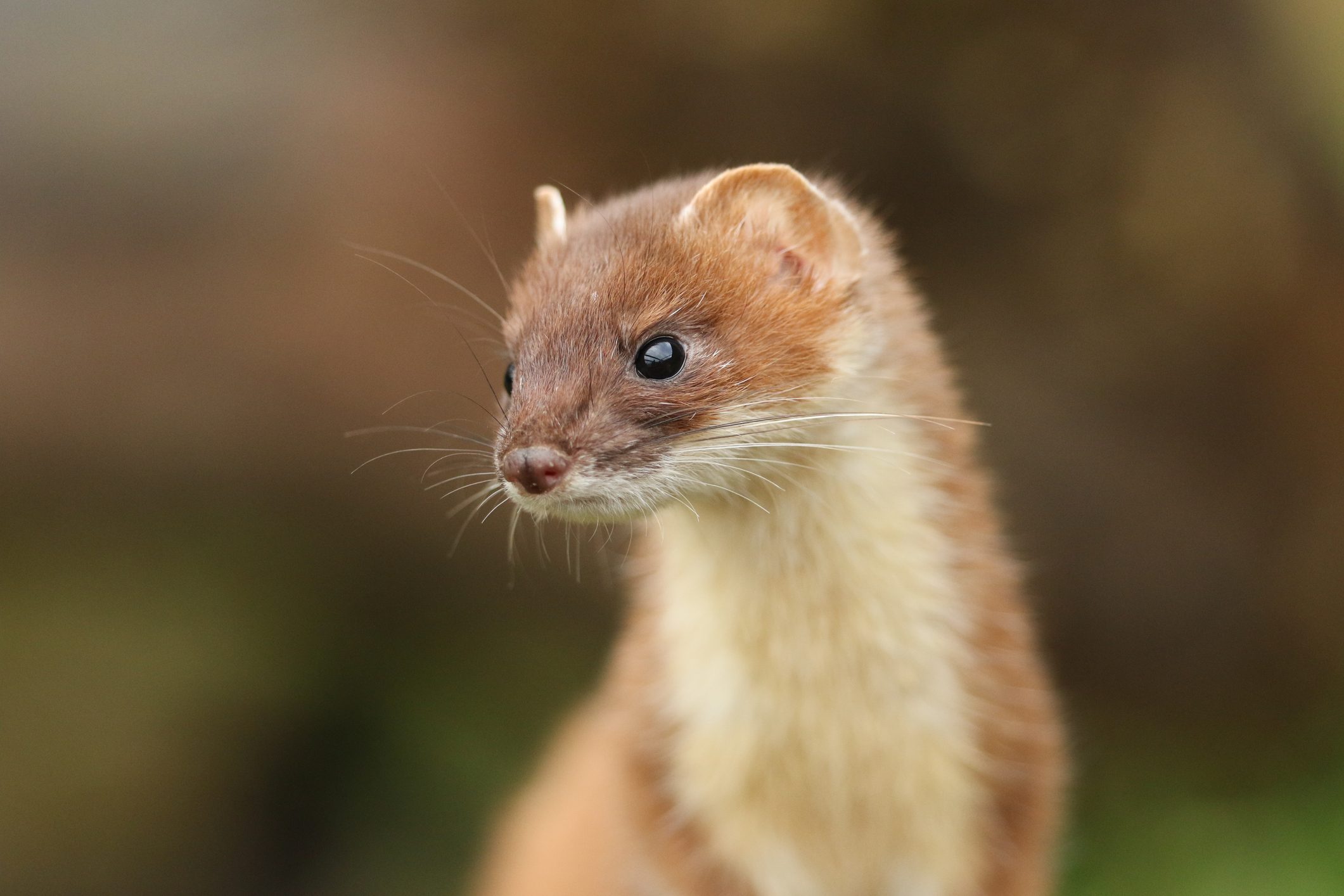 A close up image of a stoat looking off into the distance