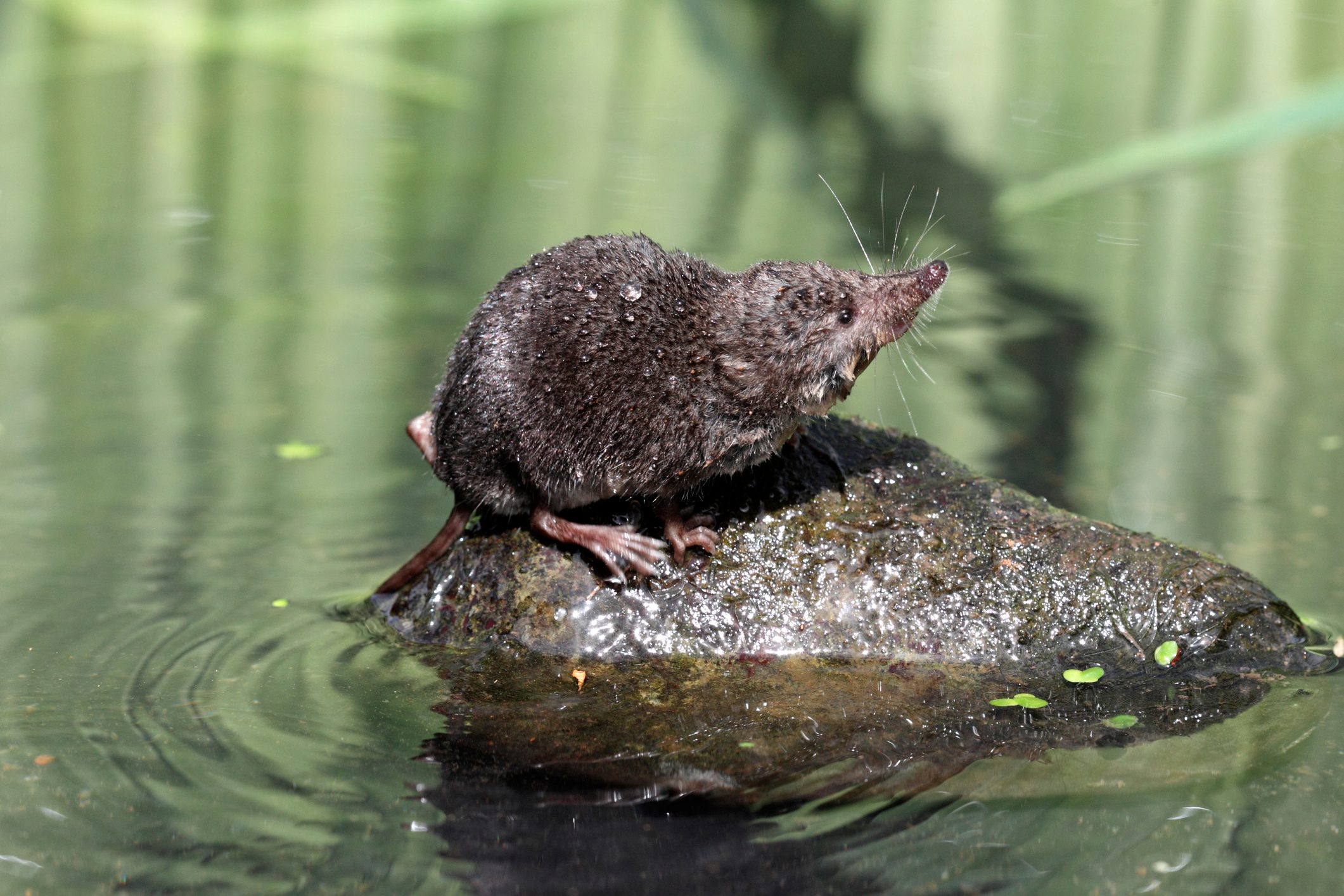 A water shrew shaking off water while stood on a small rock