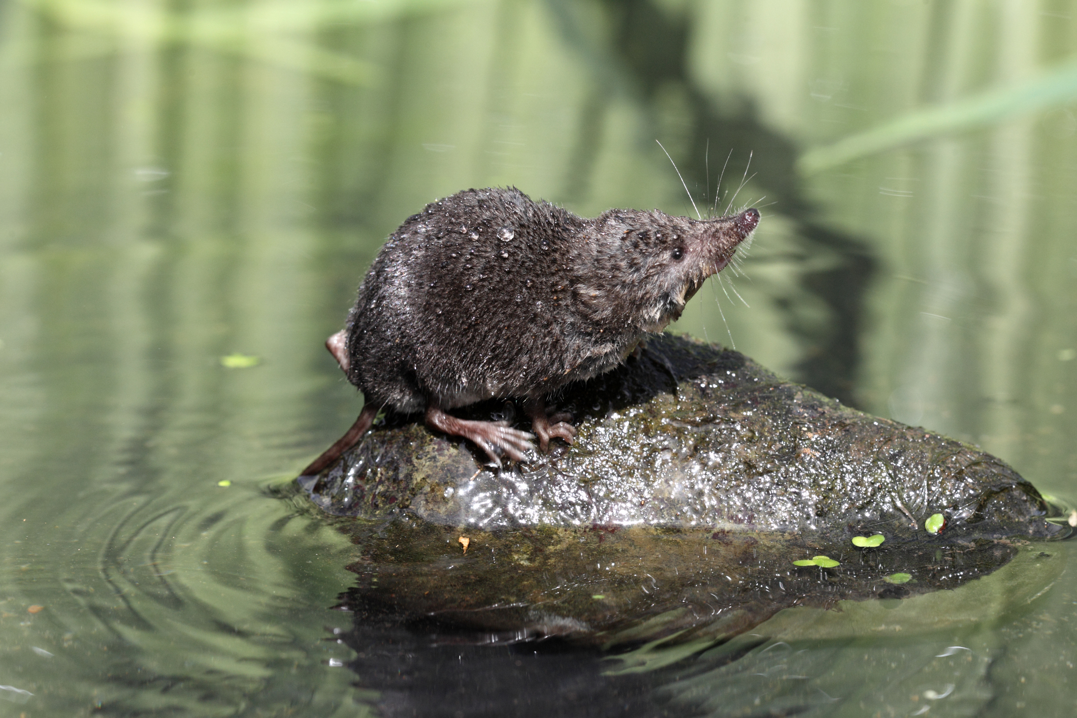 A water shrew shaking off water while stood on a small rock