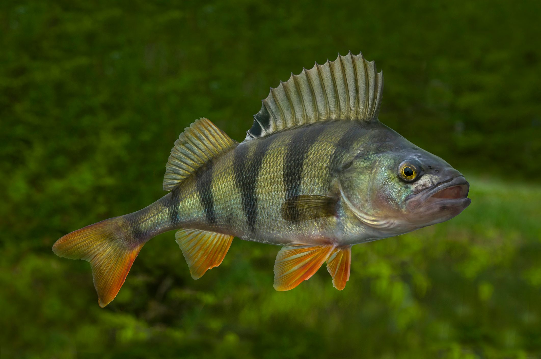 A perch swimming
