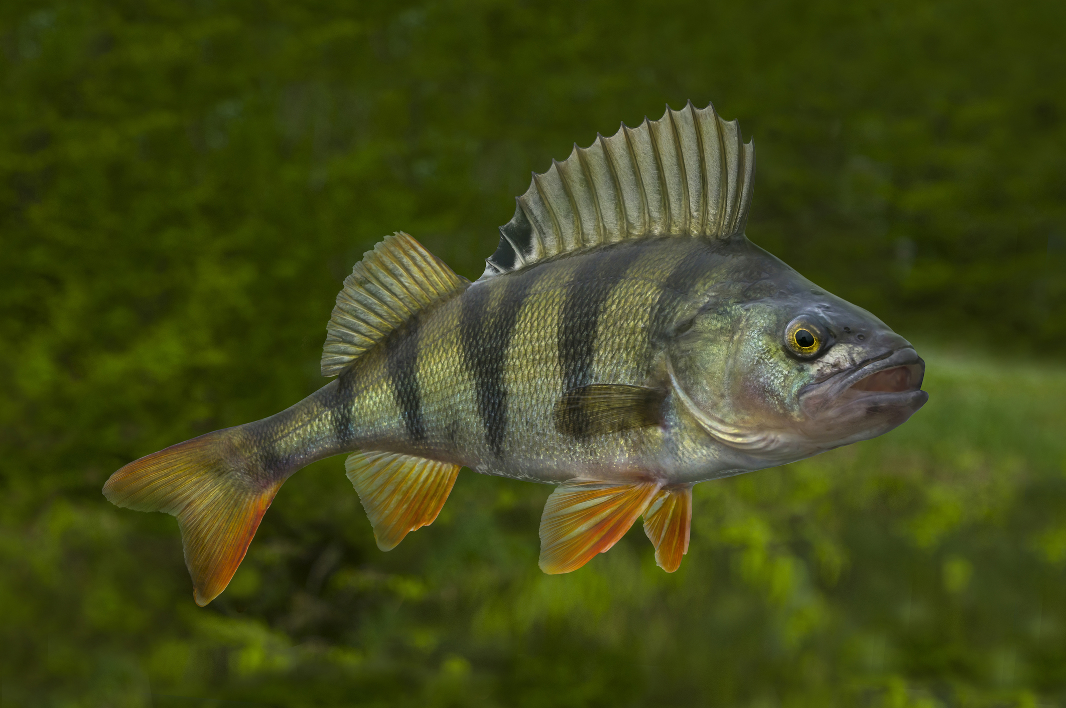 A perch swimming