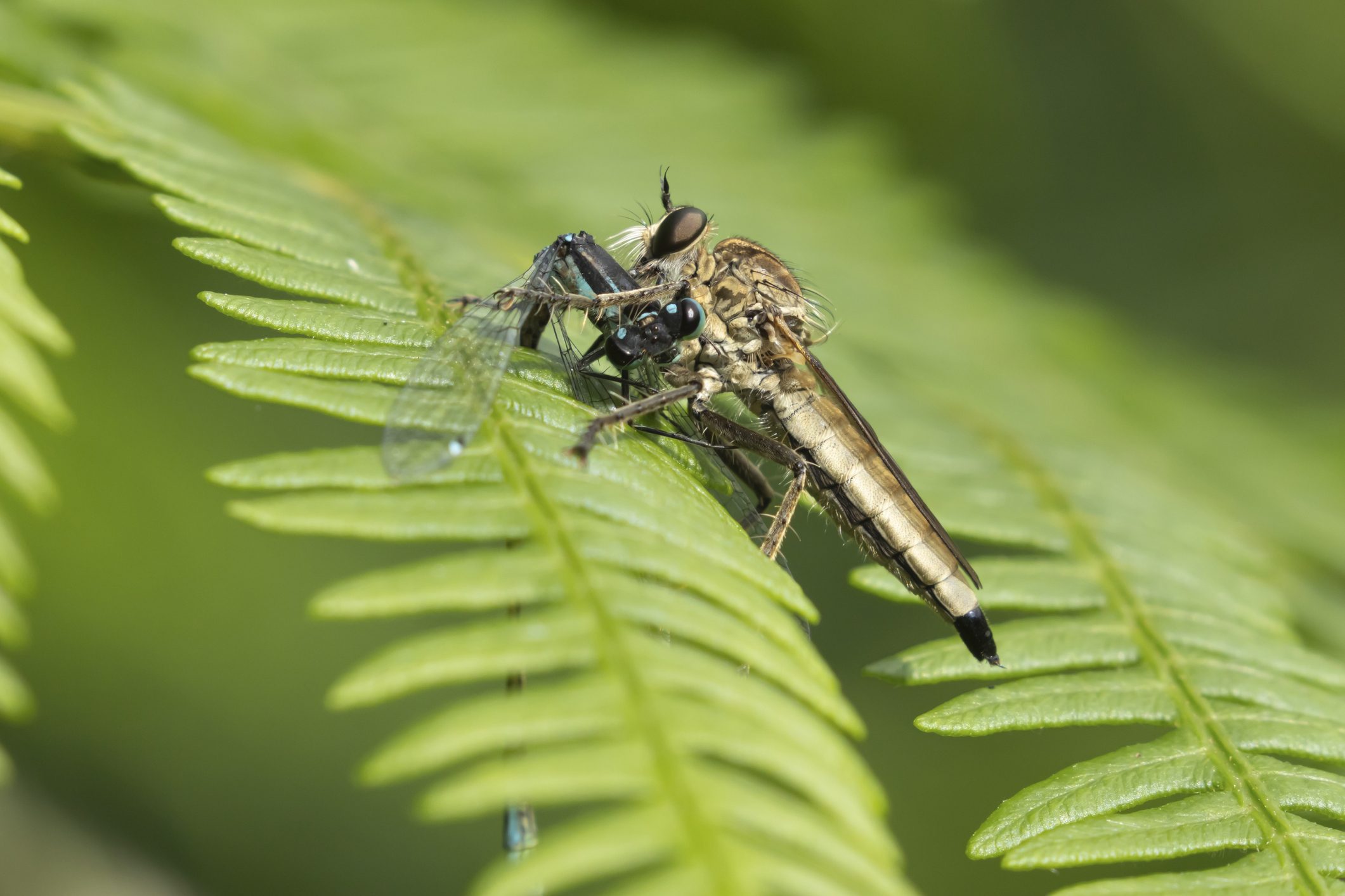 A robber fly feeding on a damselfly