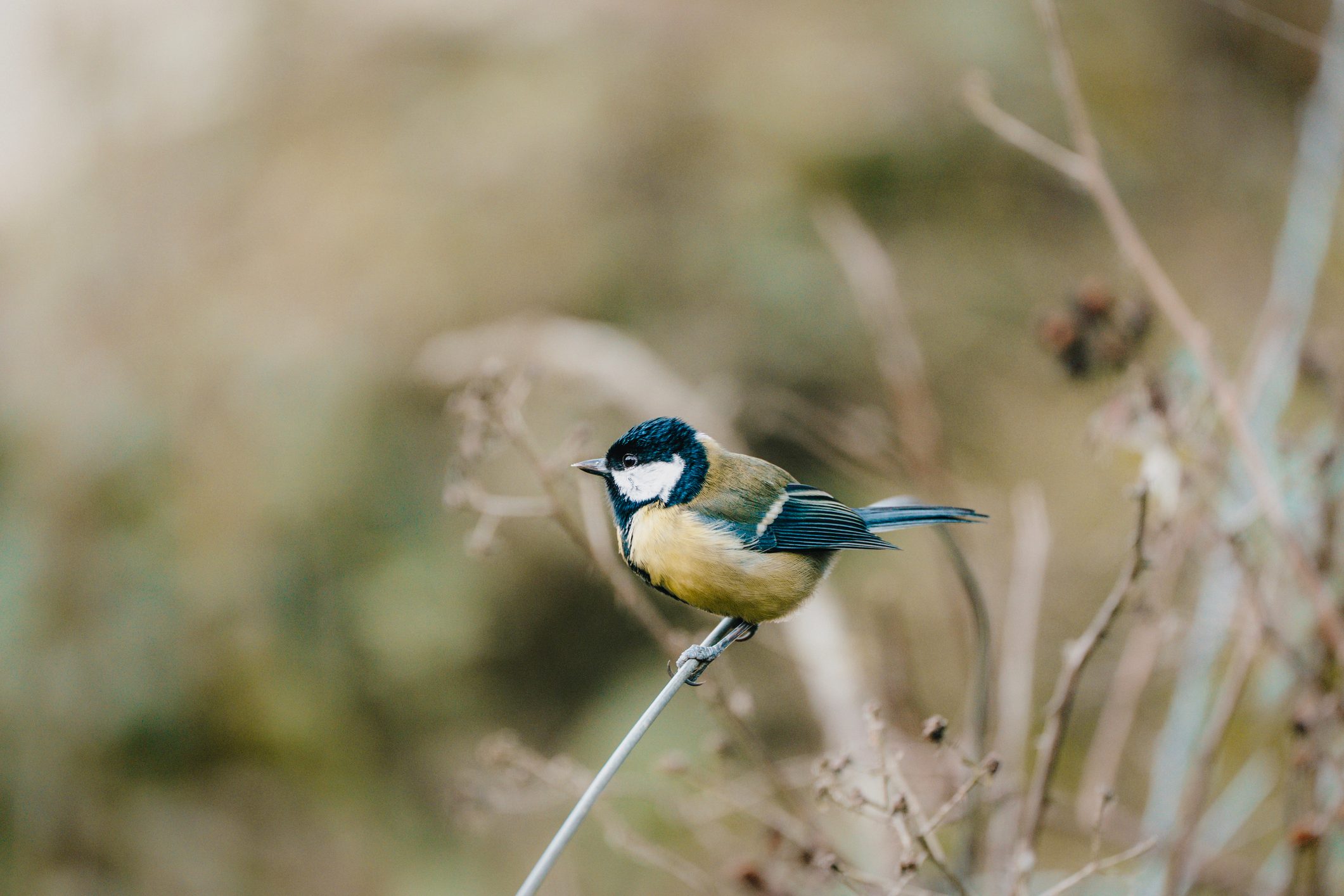 A great tit stood on a small branch