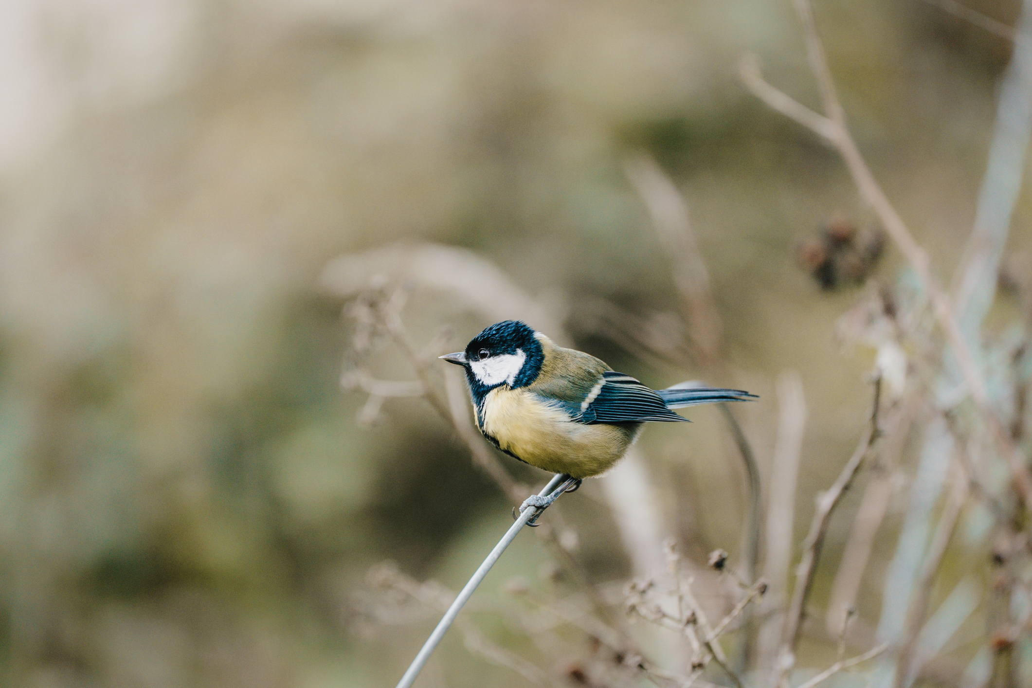 A great tit stood on a small branch