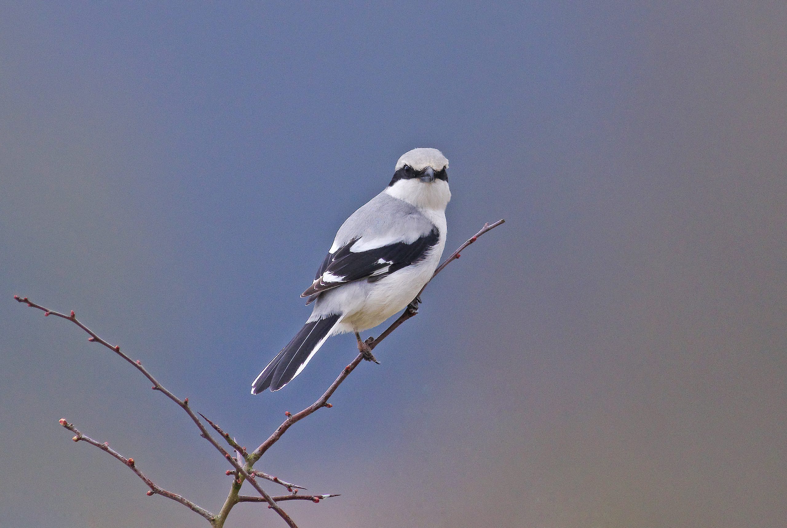 A Grey Shrike stood on a small branch