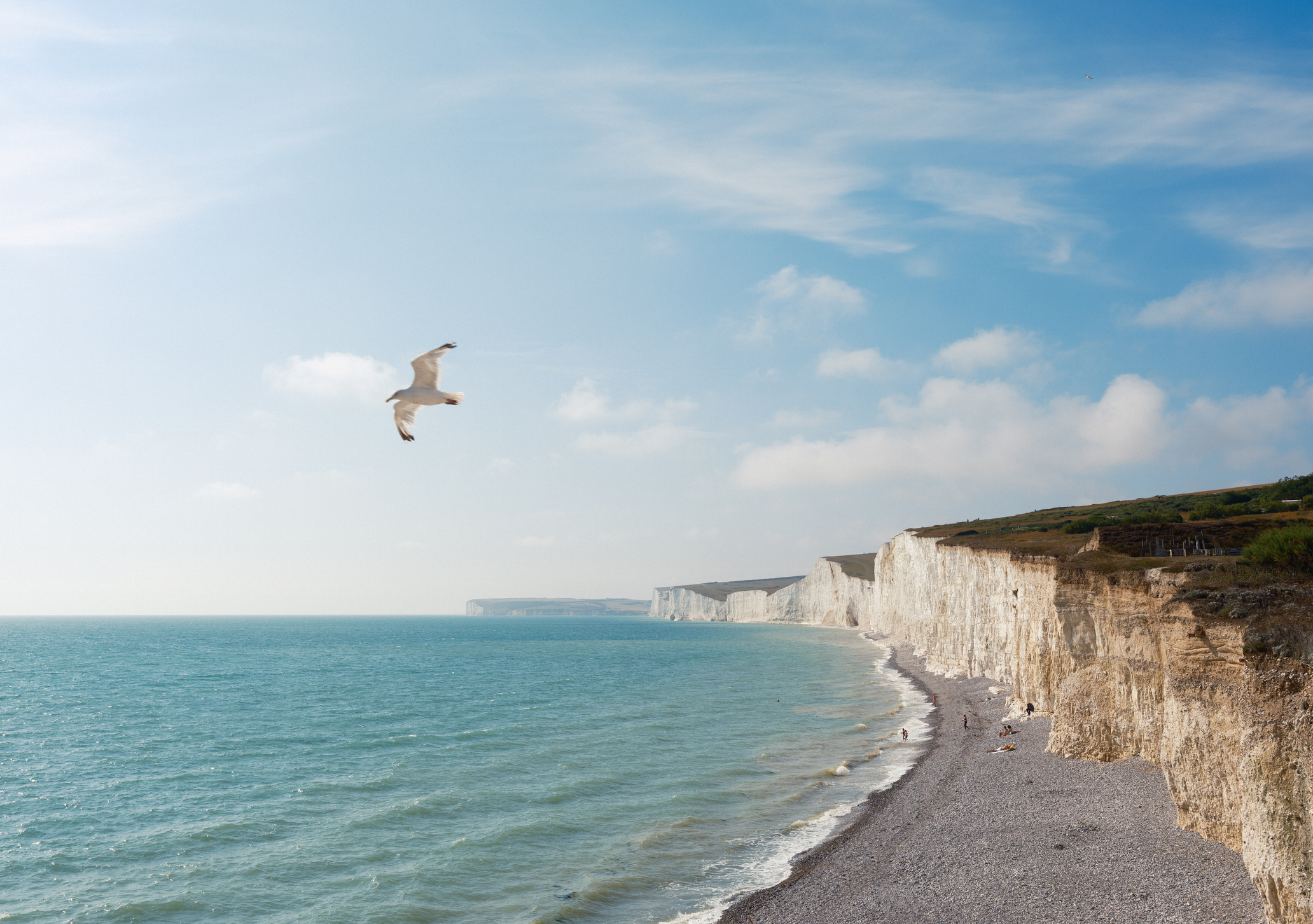 A bird flying over the British coastline