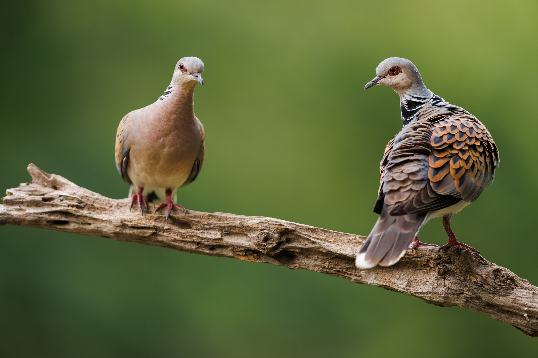 Two turtle doves sat on a tree together