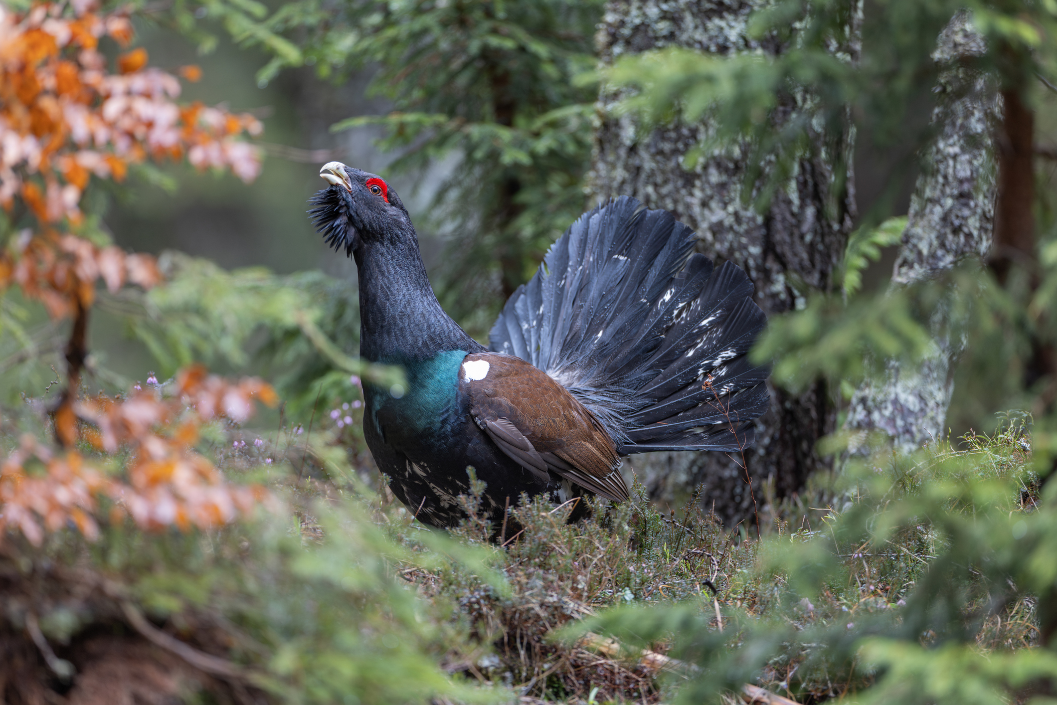 A capercaillie wondering around in the woods