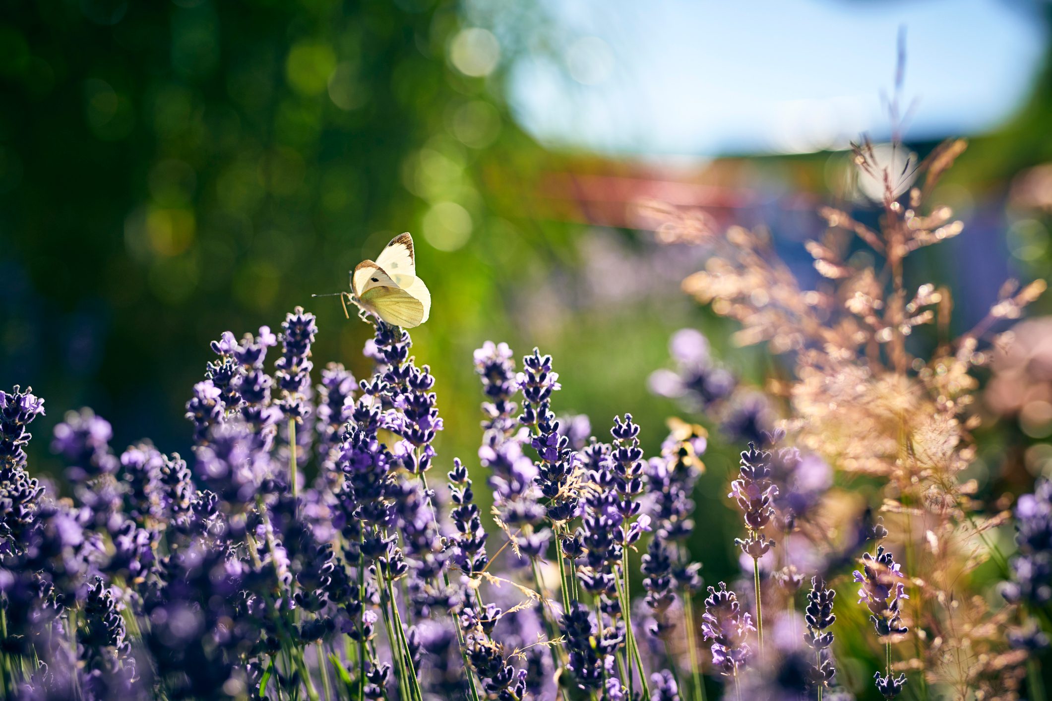 Butterfly sitting on lavender in garden