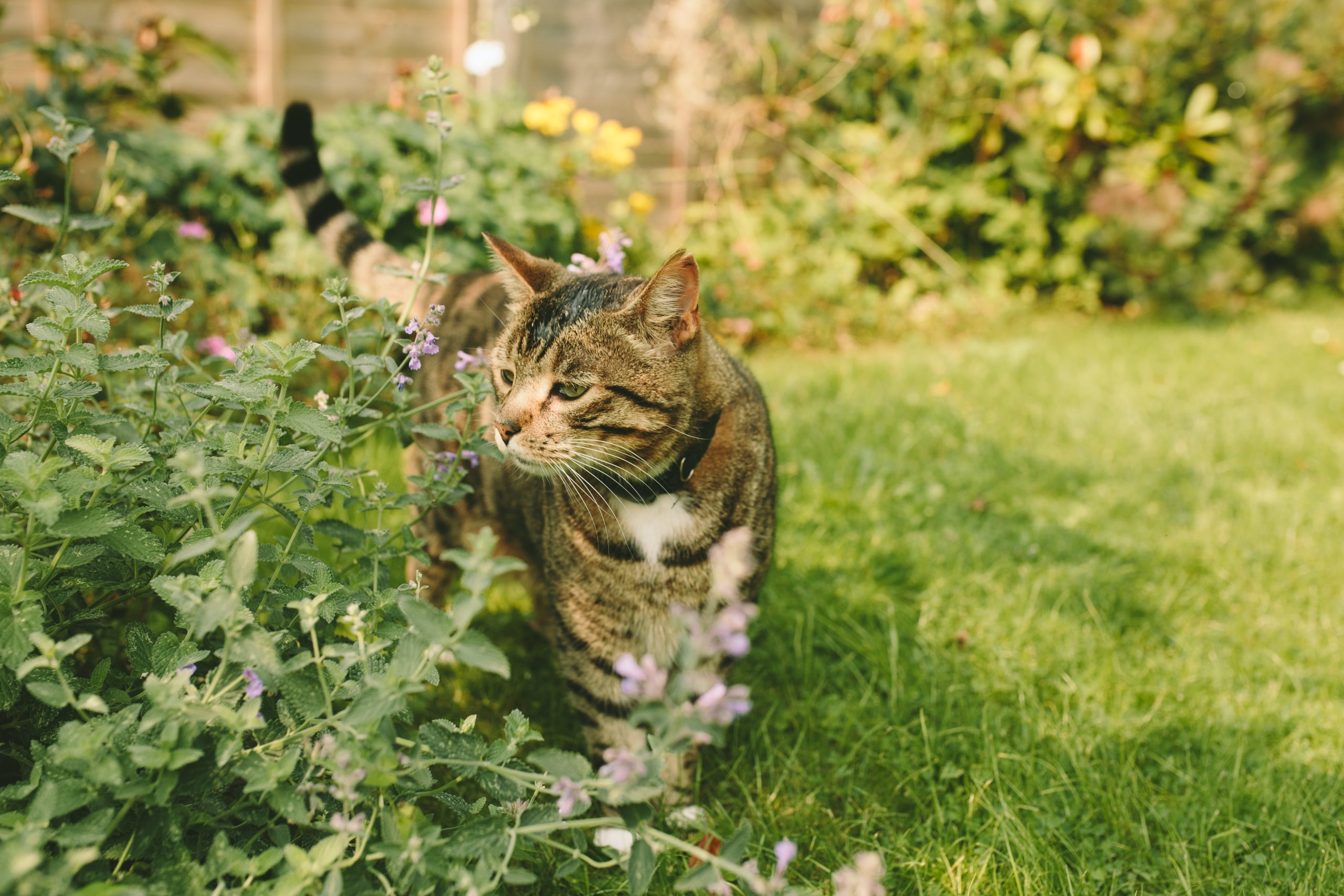 A tabby cat walks gracefully through a vibrant garden, surrounded by blooming flowers and lush greenery. The cat's curious expression and natural surroundings capture a serene outdoor moment, perfect for themes of pets, nature, and the beauty of everyday life.