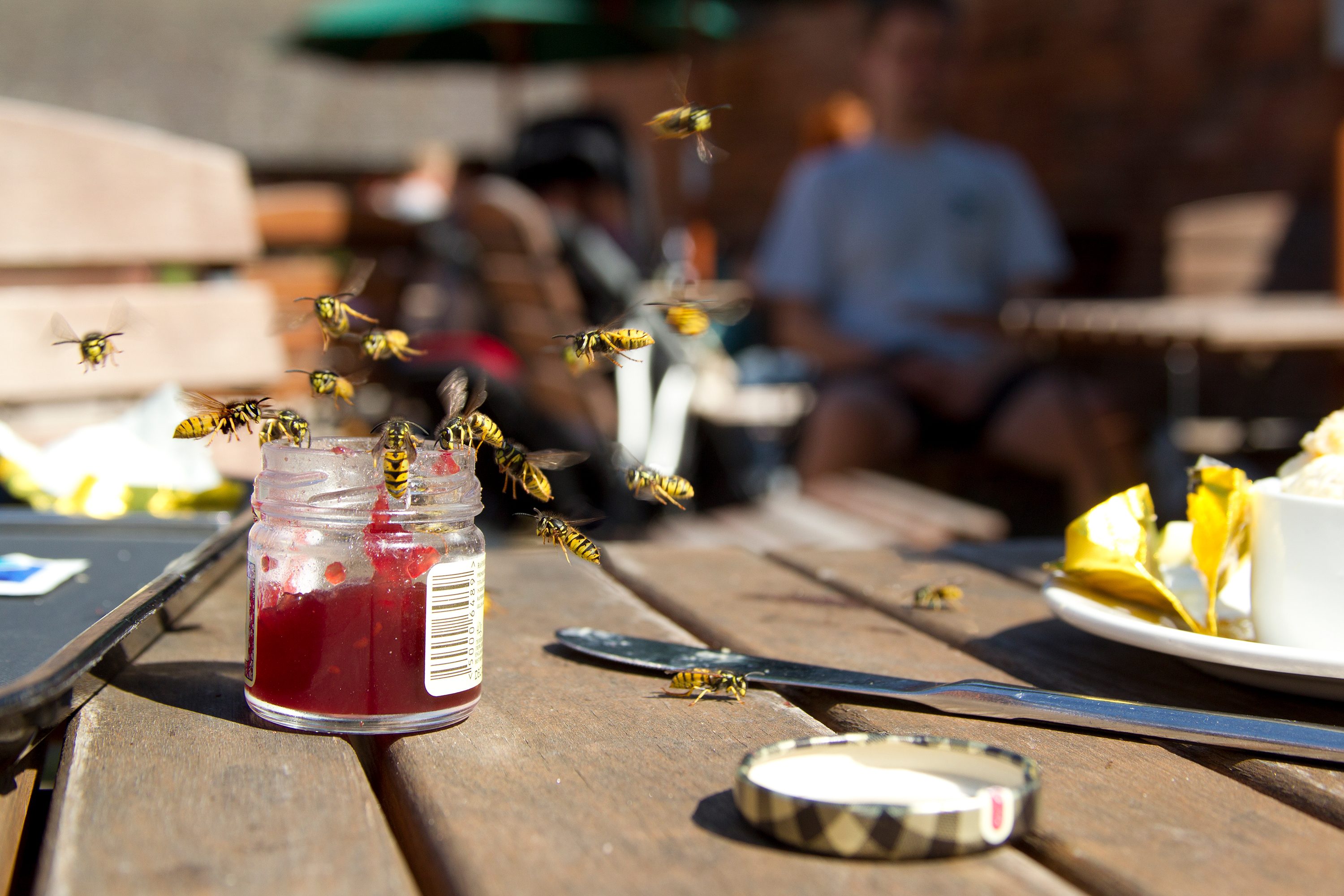 Wasps around jam pot