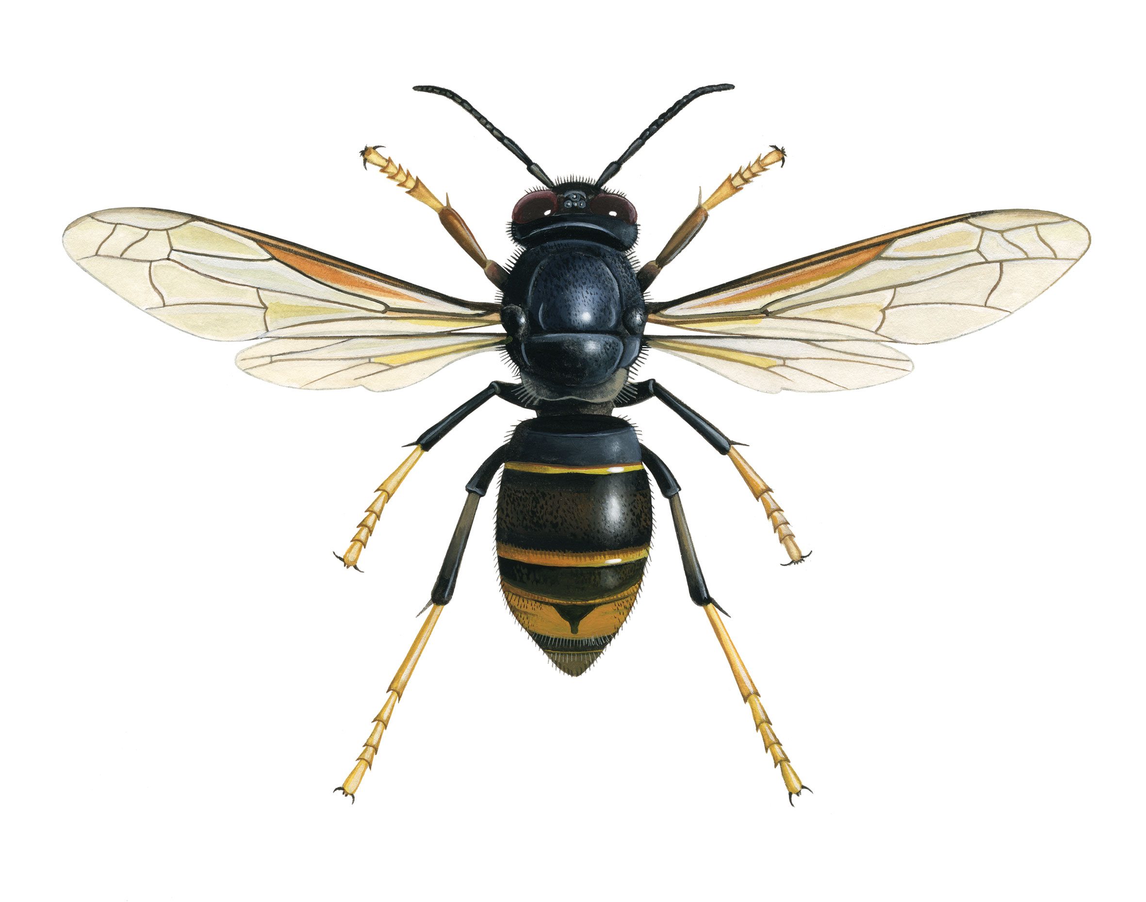 Yellow-legged Asian hornet