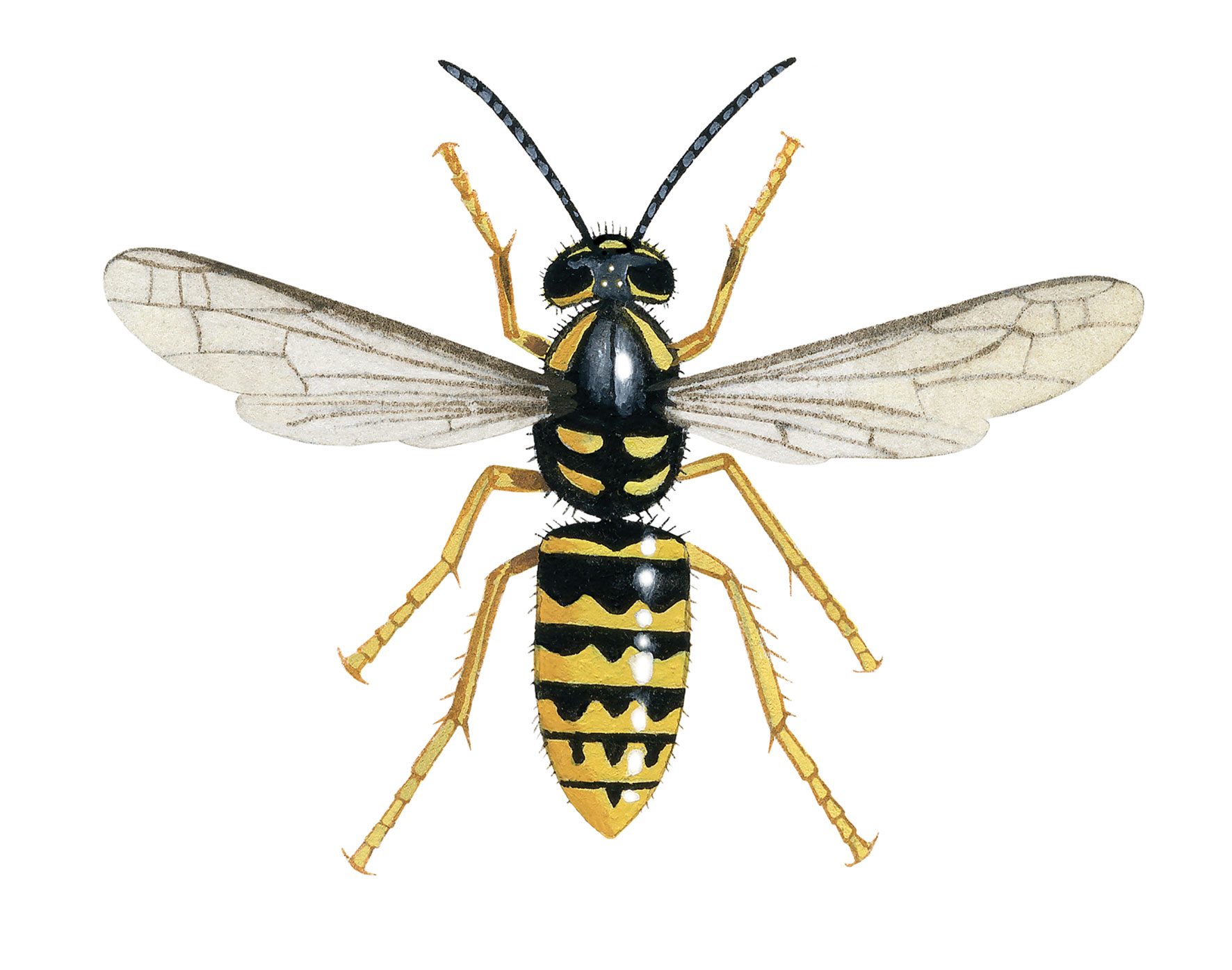 Dolchovespula species