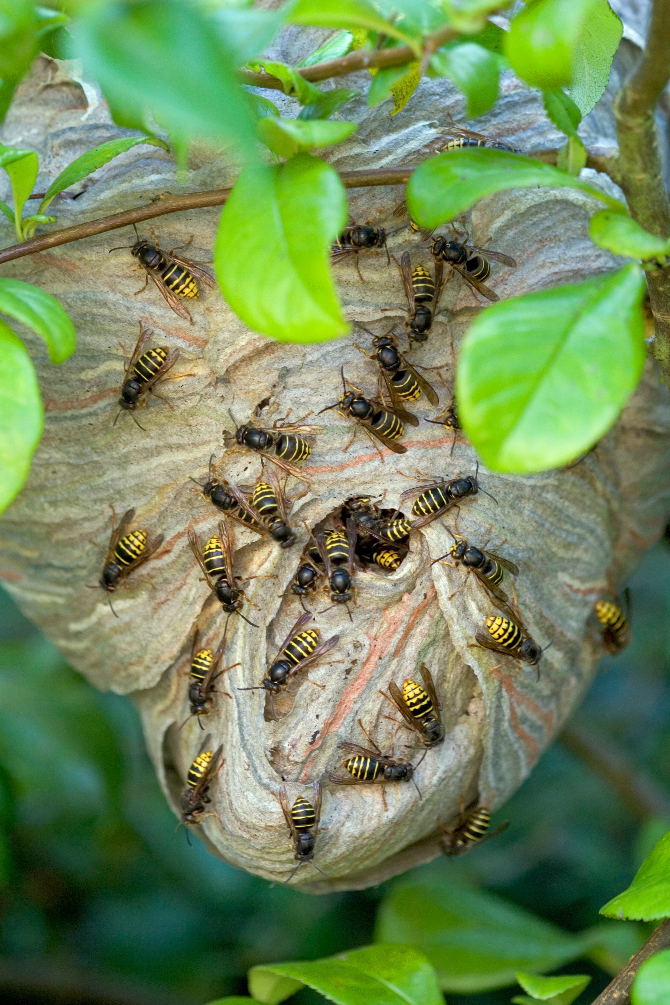 Common wasp nest