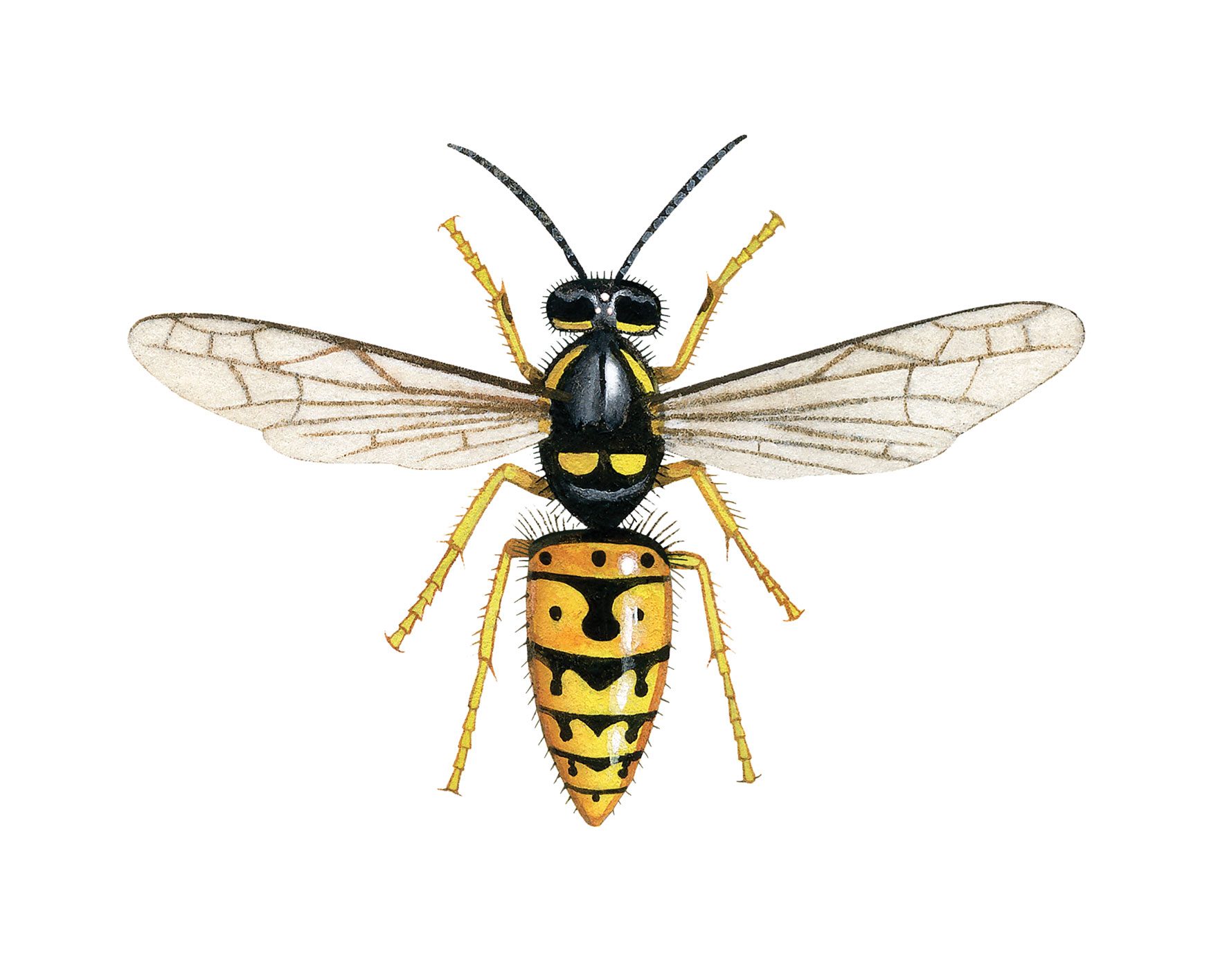 Red-wasp