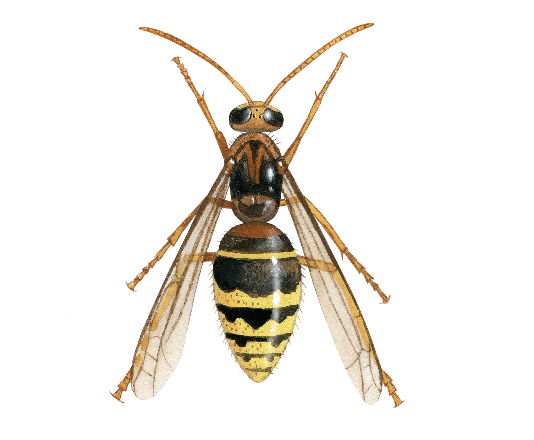 IH85---Hornet-male-(Vespa-crabro)