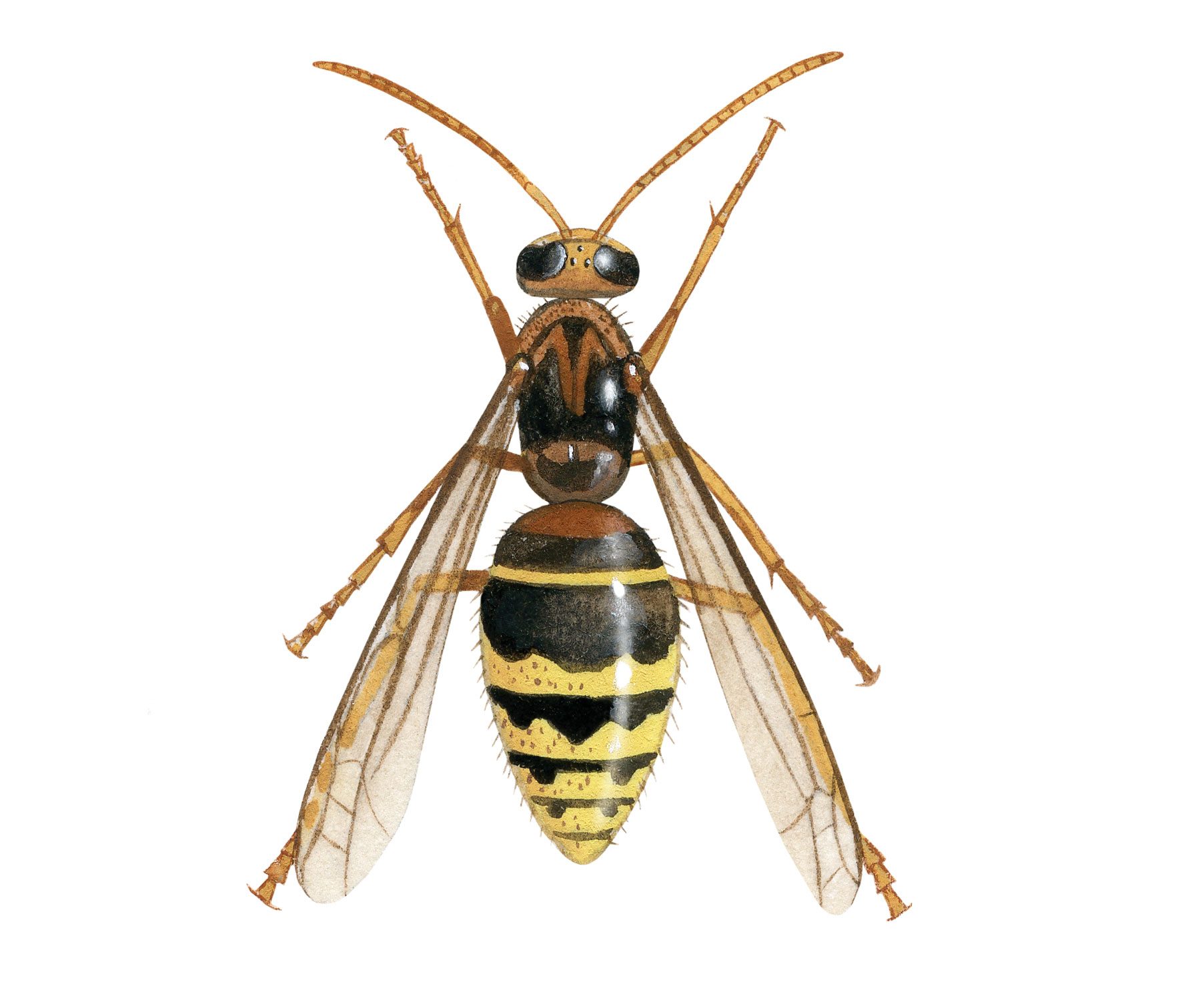 IH85---Hornet-male-(Vespa-crabro)