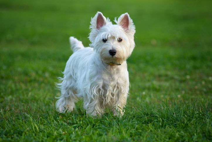West highland terrier