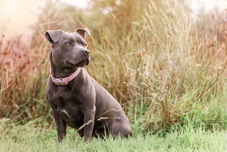 Staffordshire bull terrier 